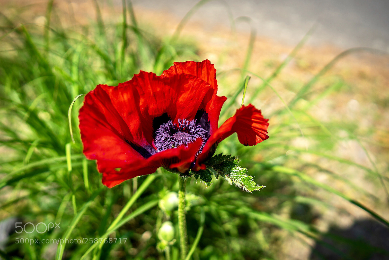 Sony a7 II sample photo. Poppy photography