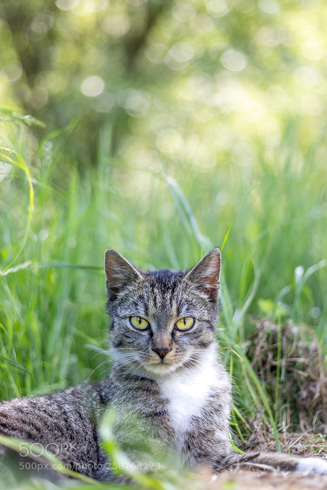 Canon EOS 6D Mark II sample photo. Koteł photography