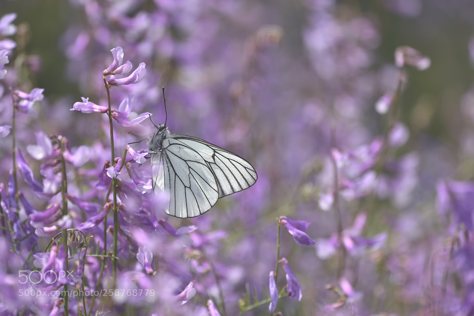 Nikon D750 sample photo. Aporia crataegi photography