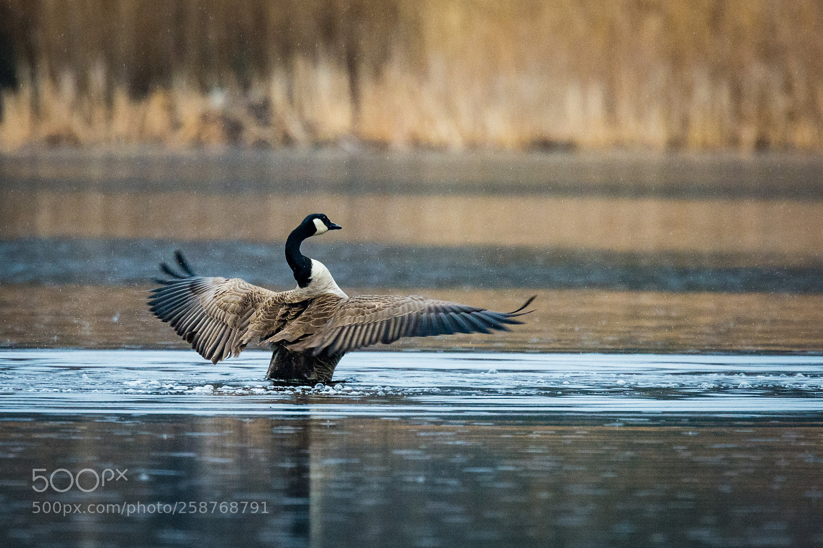 Nikon D7200 sample photo. Canada goose photography