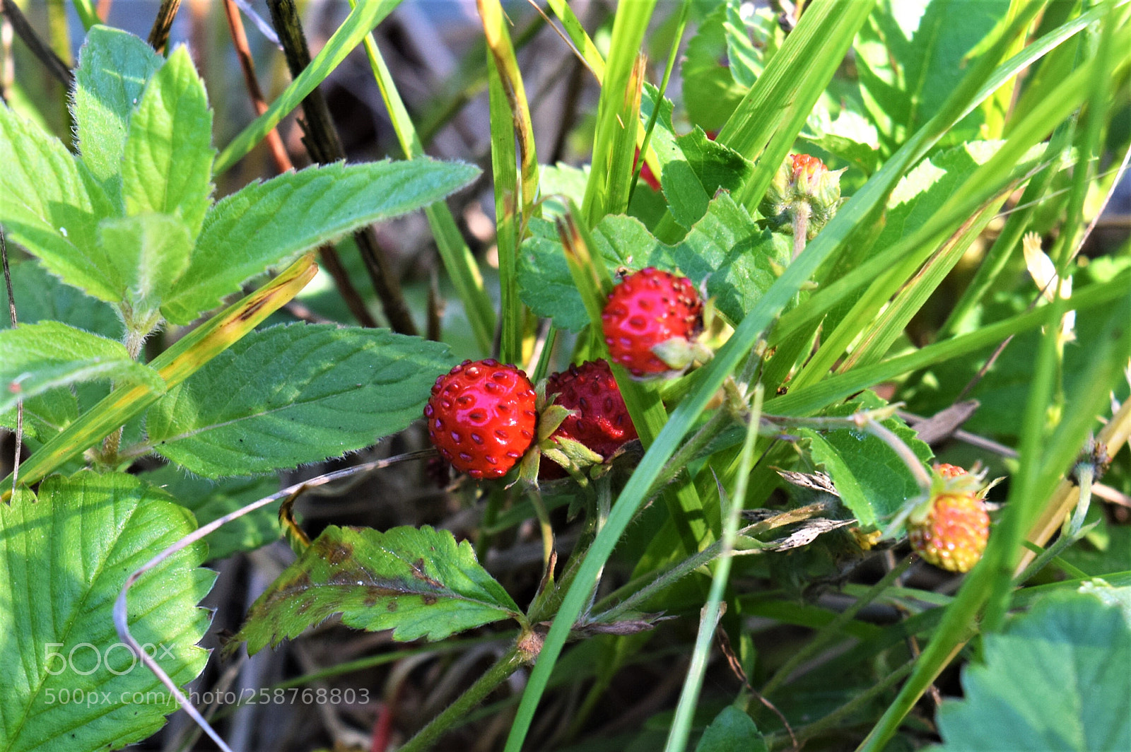 Nikon D3300 sample photo. Wild strawberries photography