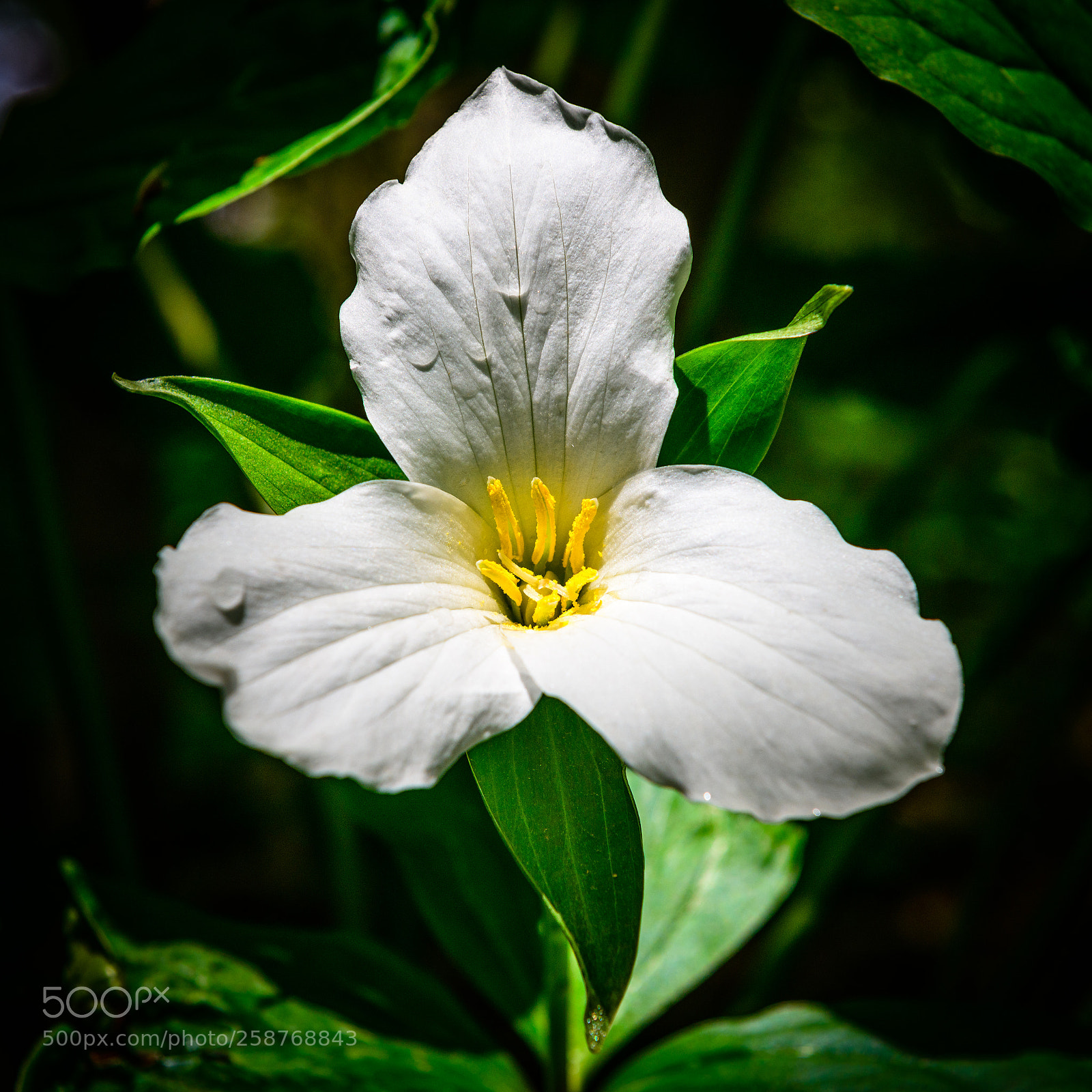 Nikon D850 sample photo. Trillium photography