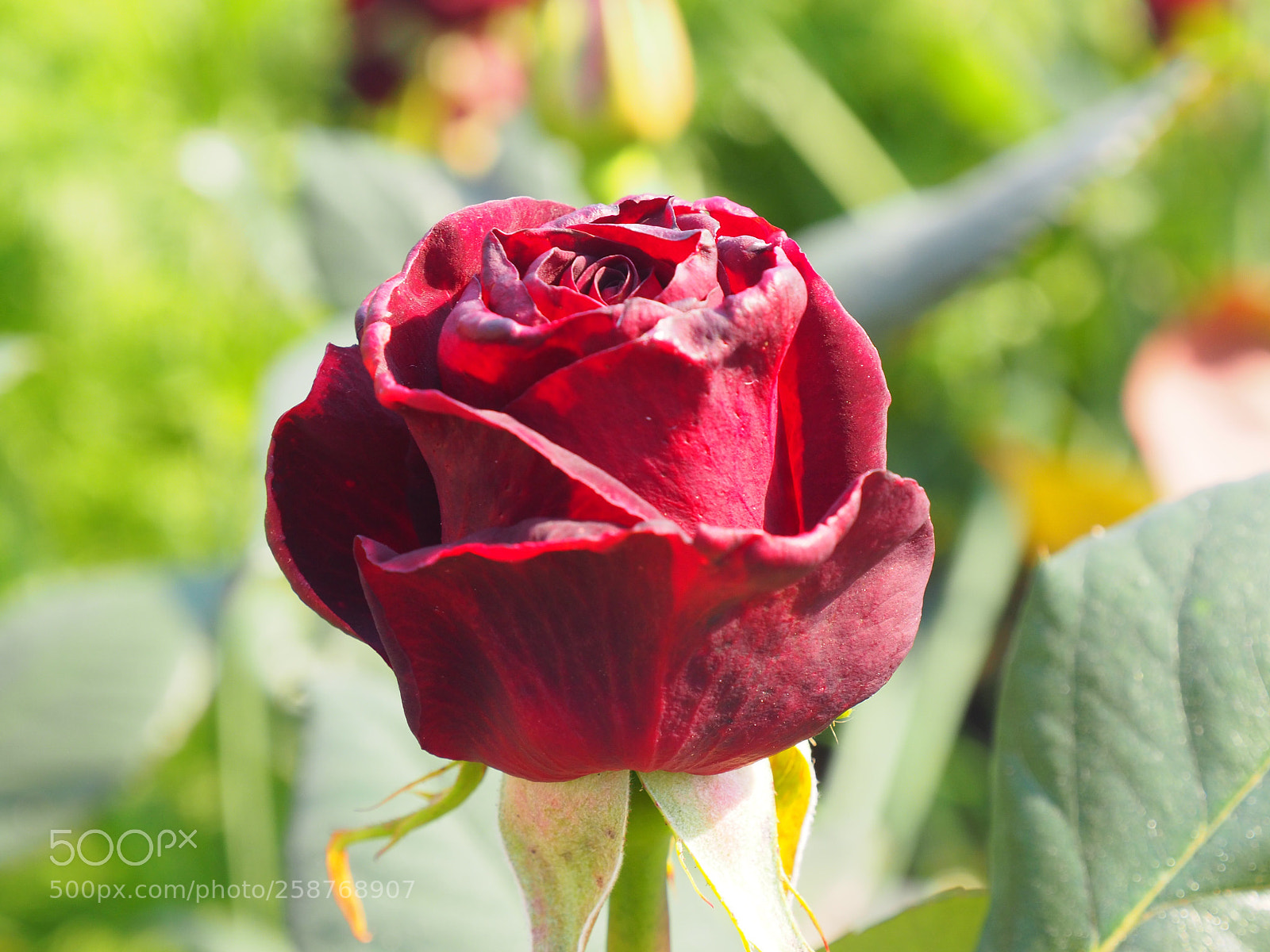 Olympus OM-D E-M10 II sample photo. Rose photography