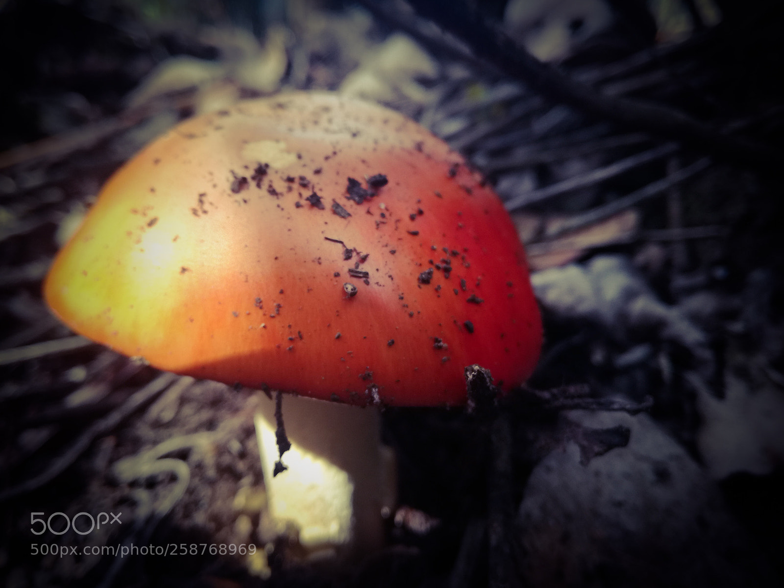 HUAWEI P9 LITE sample photo. Untitled photography