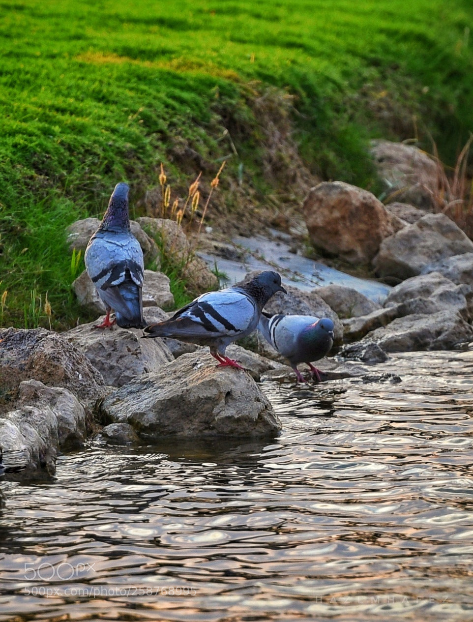 Nikon D810 sample photo. Good morning  ... photography