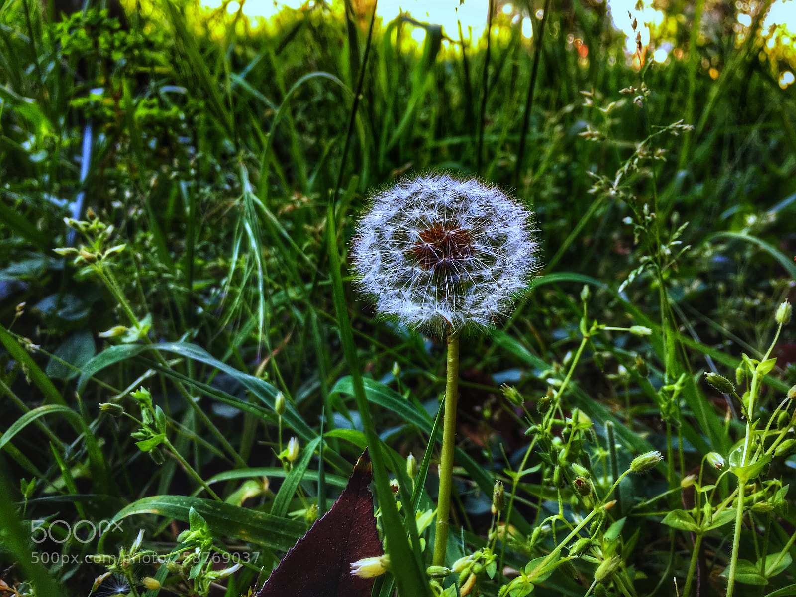 Apple iPhone 6s sample photo. Untitled photography