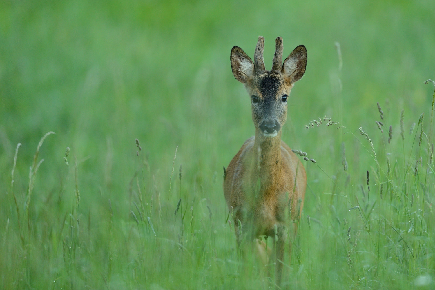 Nikon AF-S Nikkor 500mm F4G ED VR sample photo. Young and curious photography