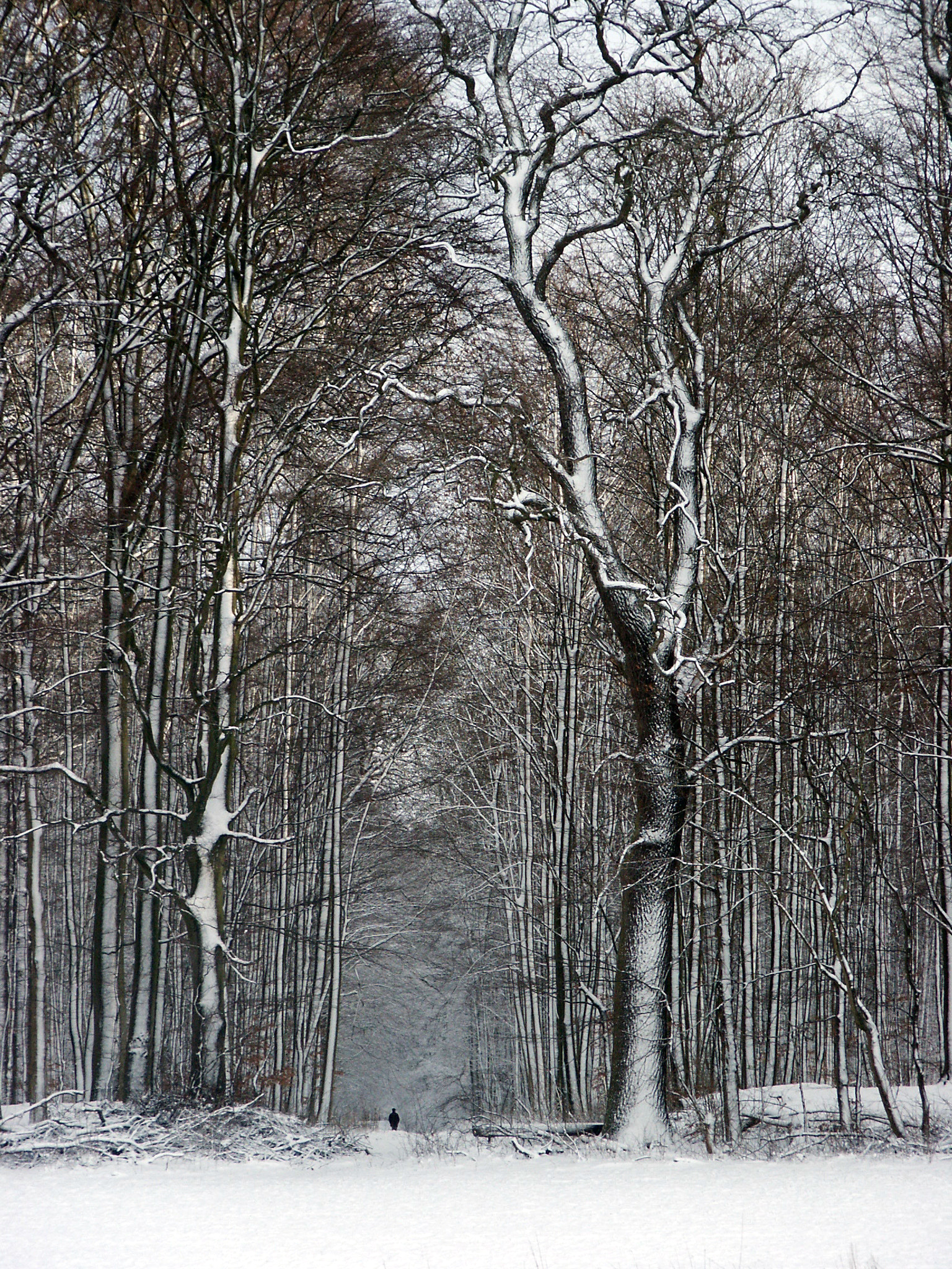 KONICA MINOLTA DiMAGE S414 sample photo. Winterwaldweg photography