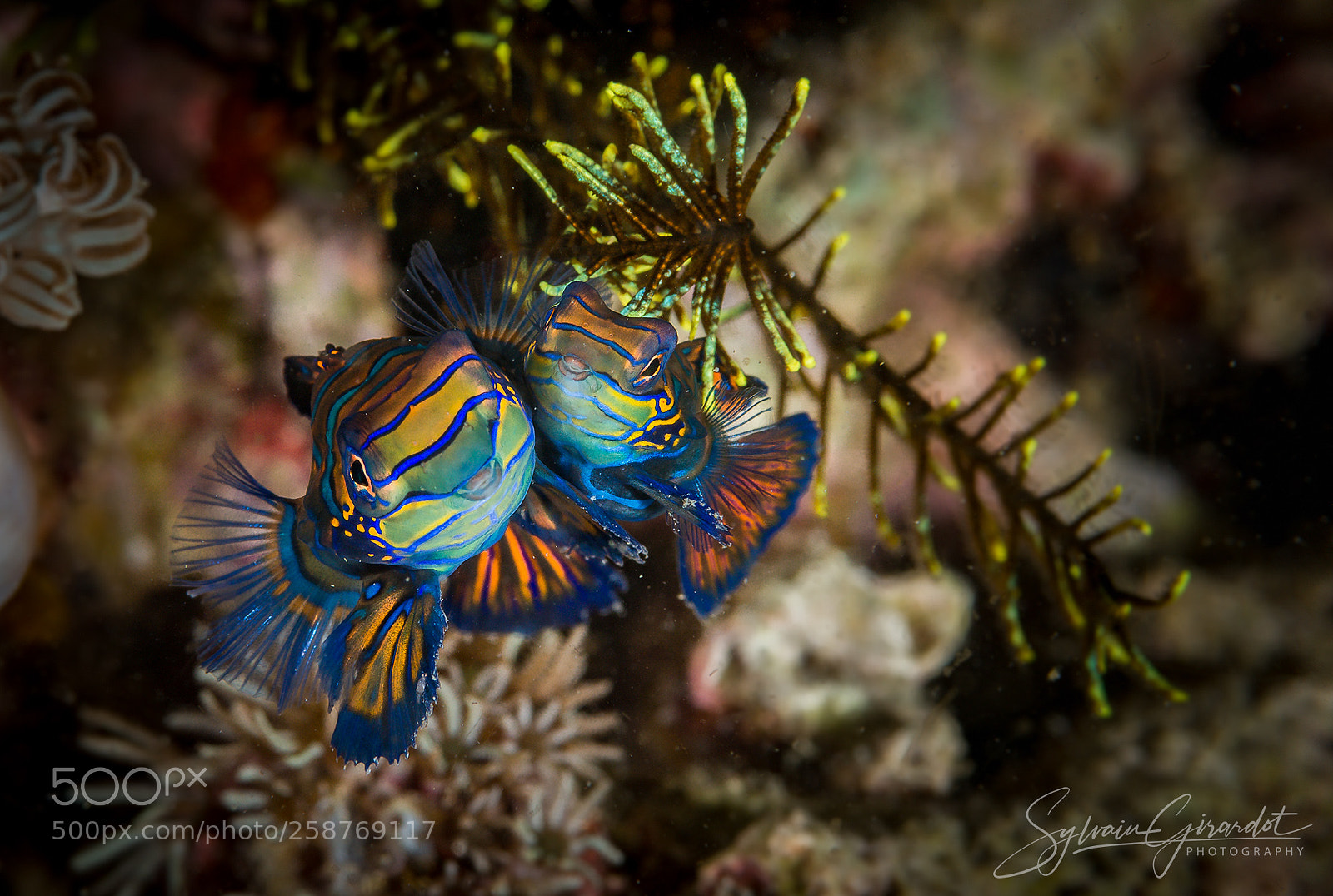 Nikon D800 sample photo. Mating of mandarinfish photography