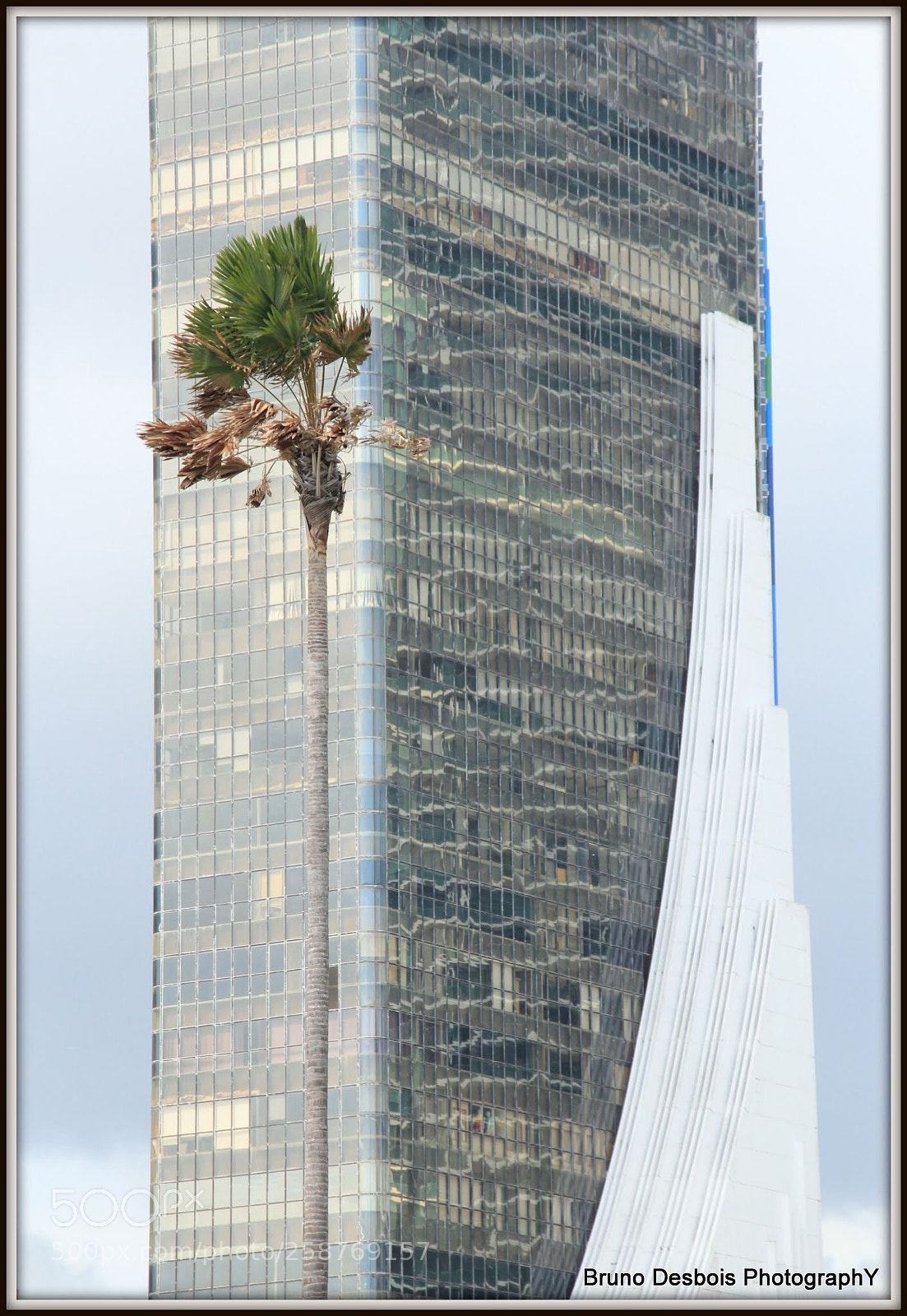 Canon EOS 600D (Rebel EOS T3i / EOS Kiss X5) sample photo. A tree in the photography