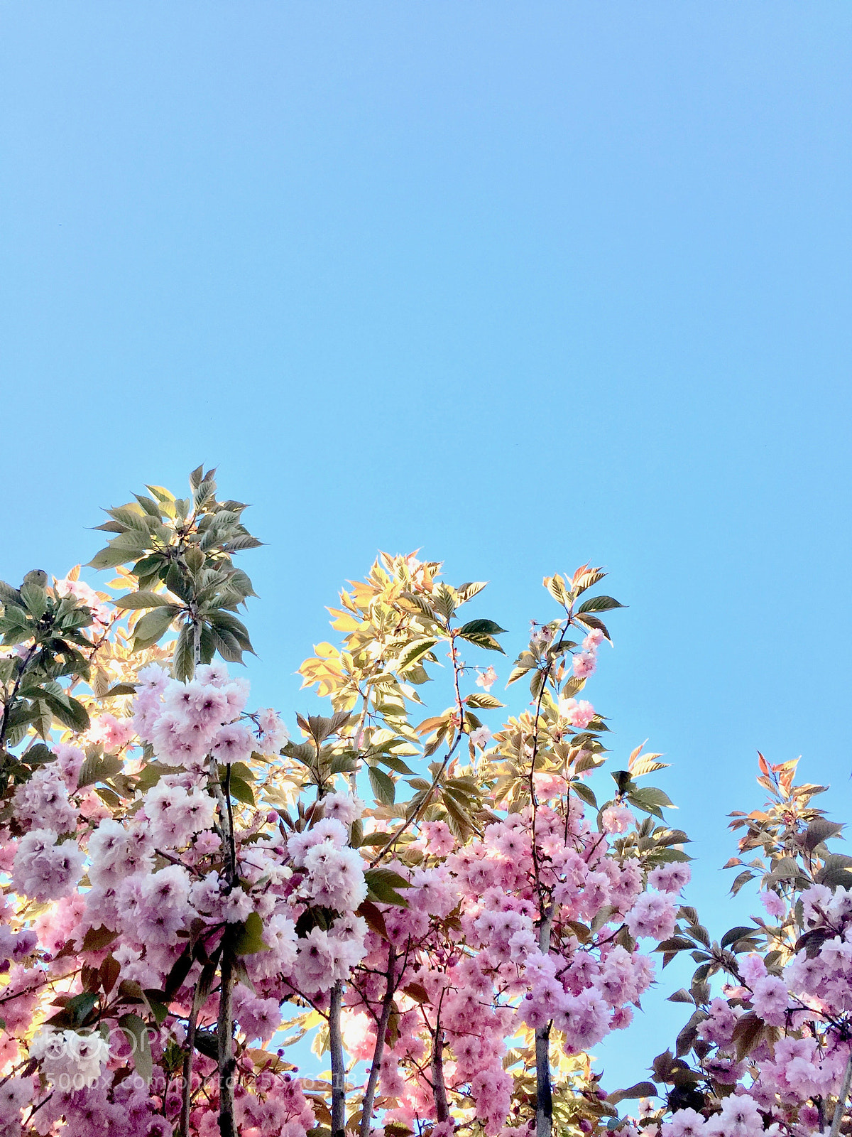 Apple iPhone 6 sample photo. Summer photography