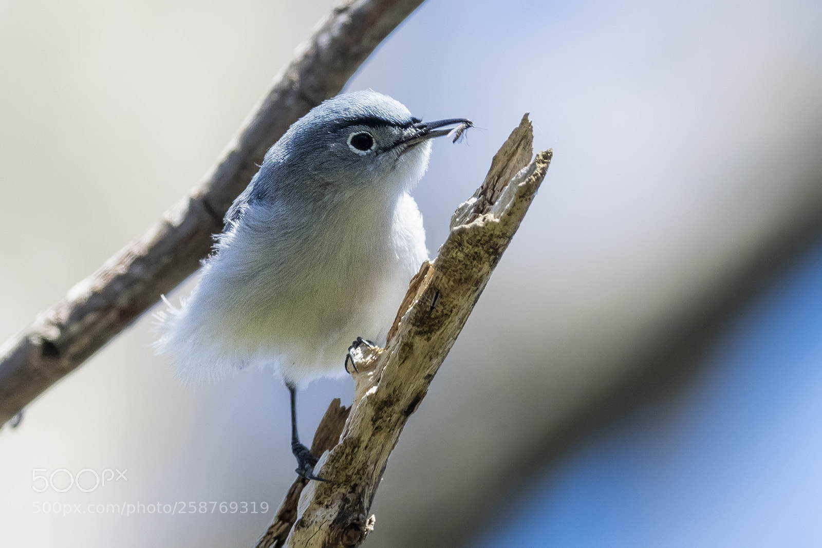 Nikon D850 sample photo. Blue gray gnatcatcher with photography