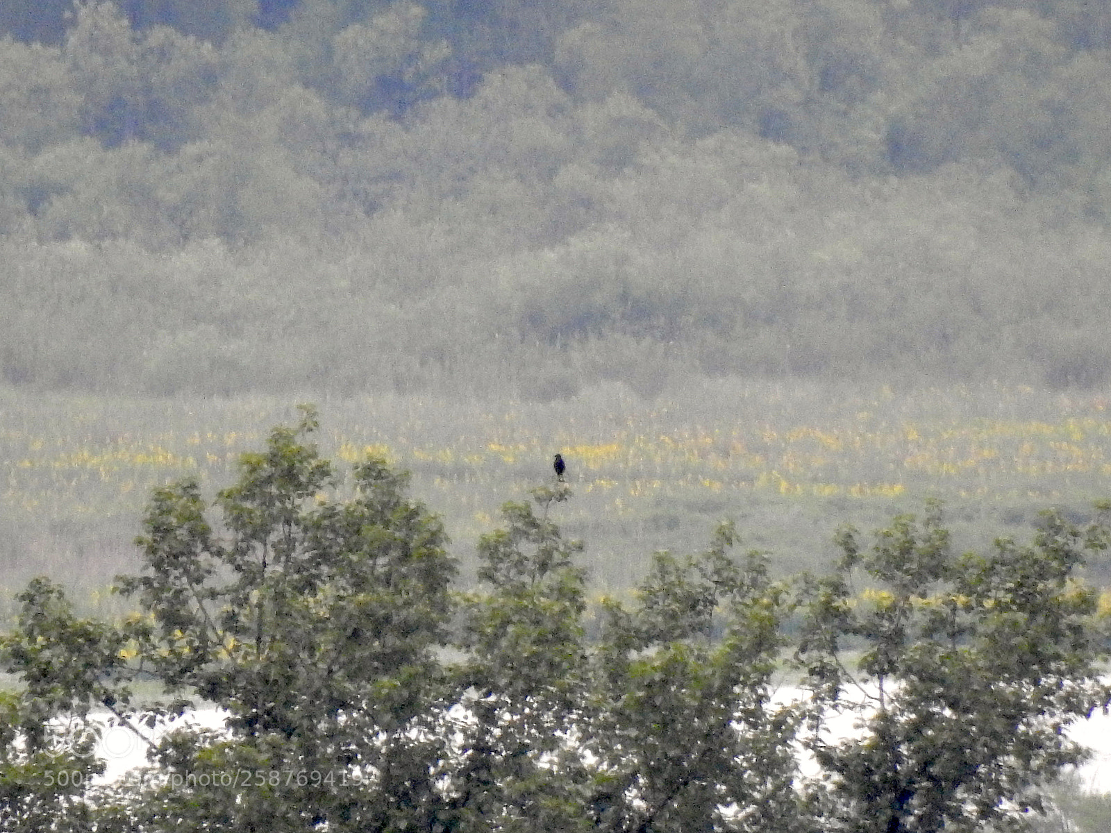 Nikon Coolpix P900 sample photo. Unknown dark large bird photography