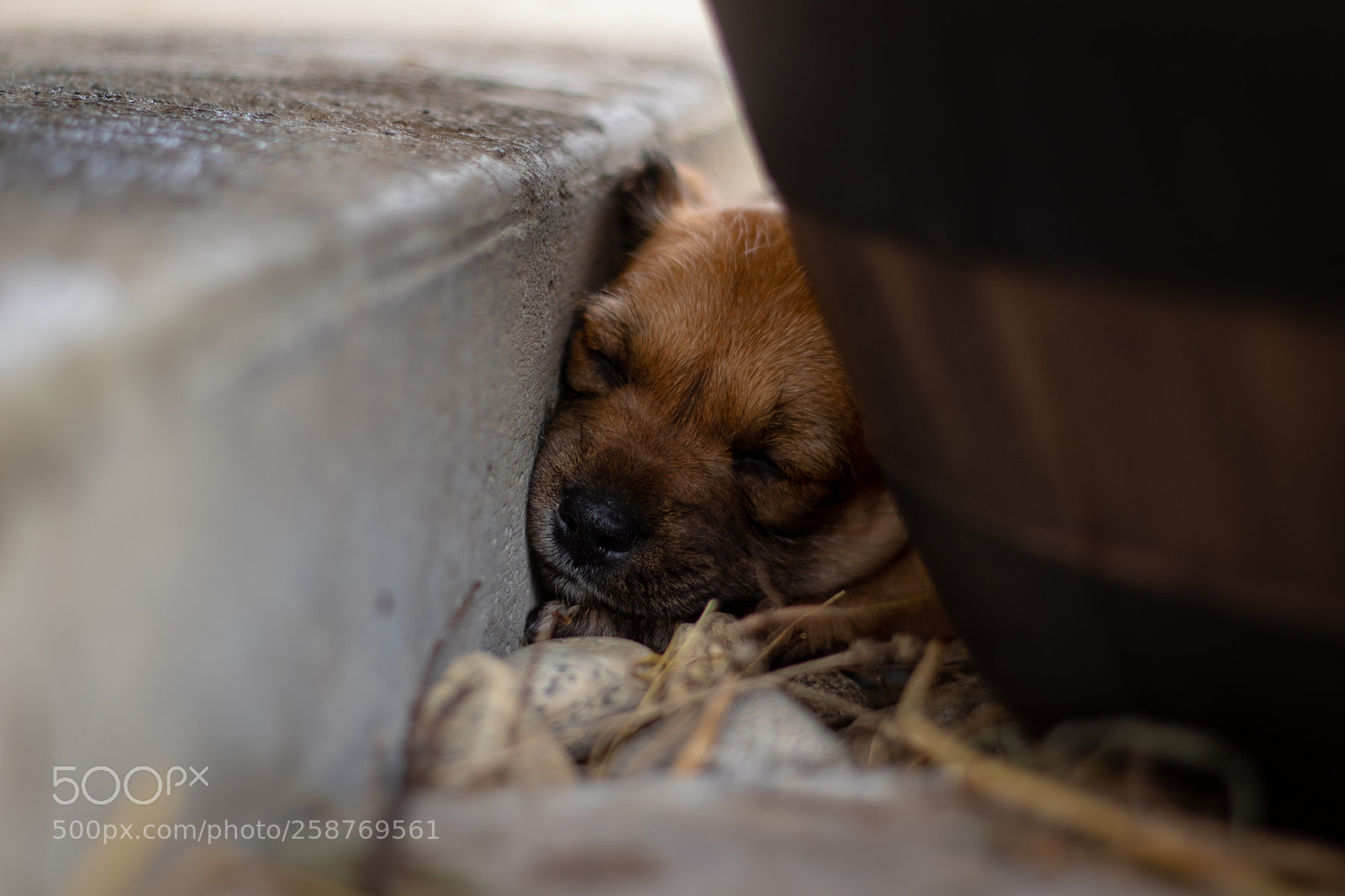 Canon EOS 7D Mark II sample photo. Hiding puppy photography