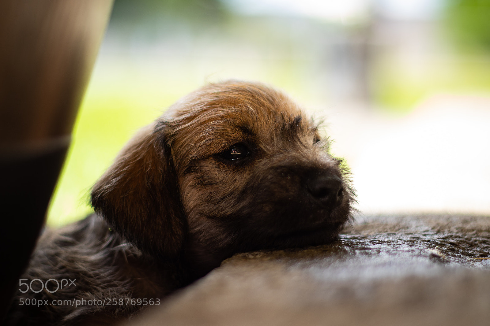 Canon EOS 7D Mark II sample photo. Tired puppy photography