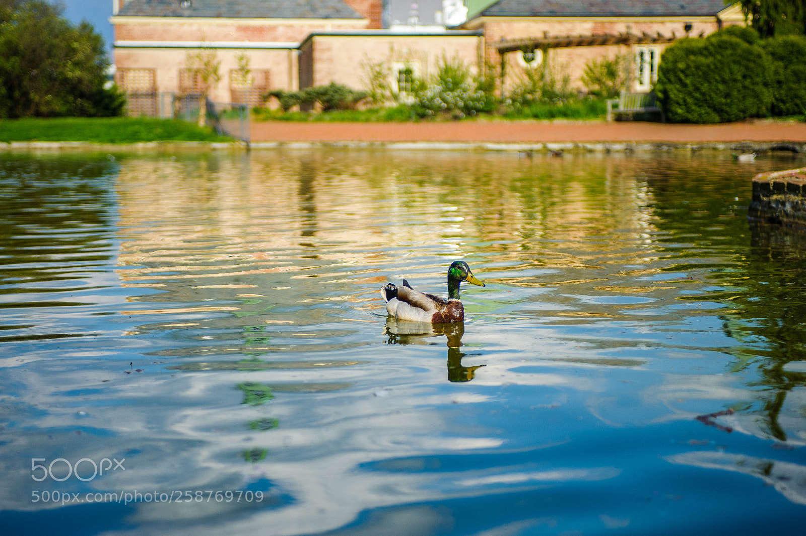Nikon D700 sample photo. Living the good life photography