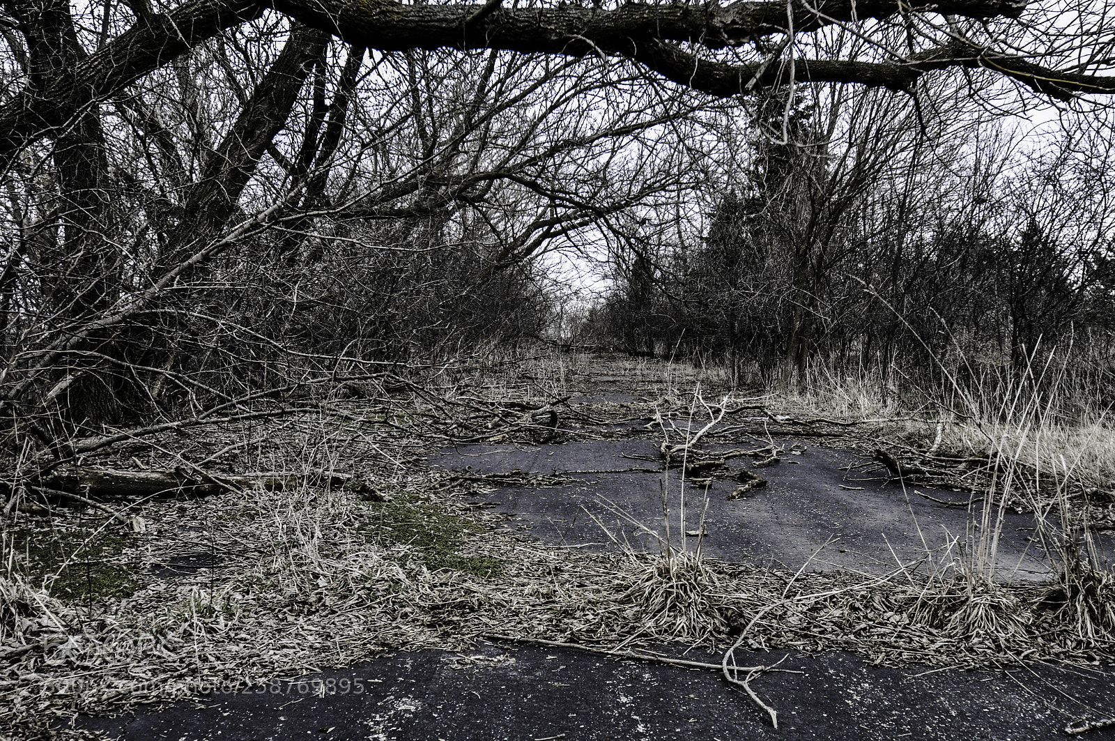 Nikon D5000 sample photo. Haunting path photography