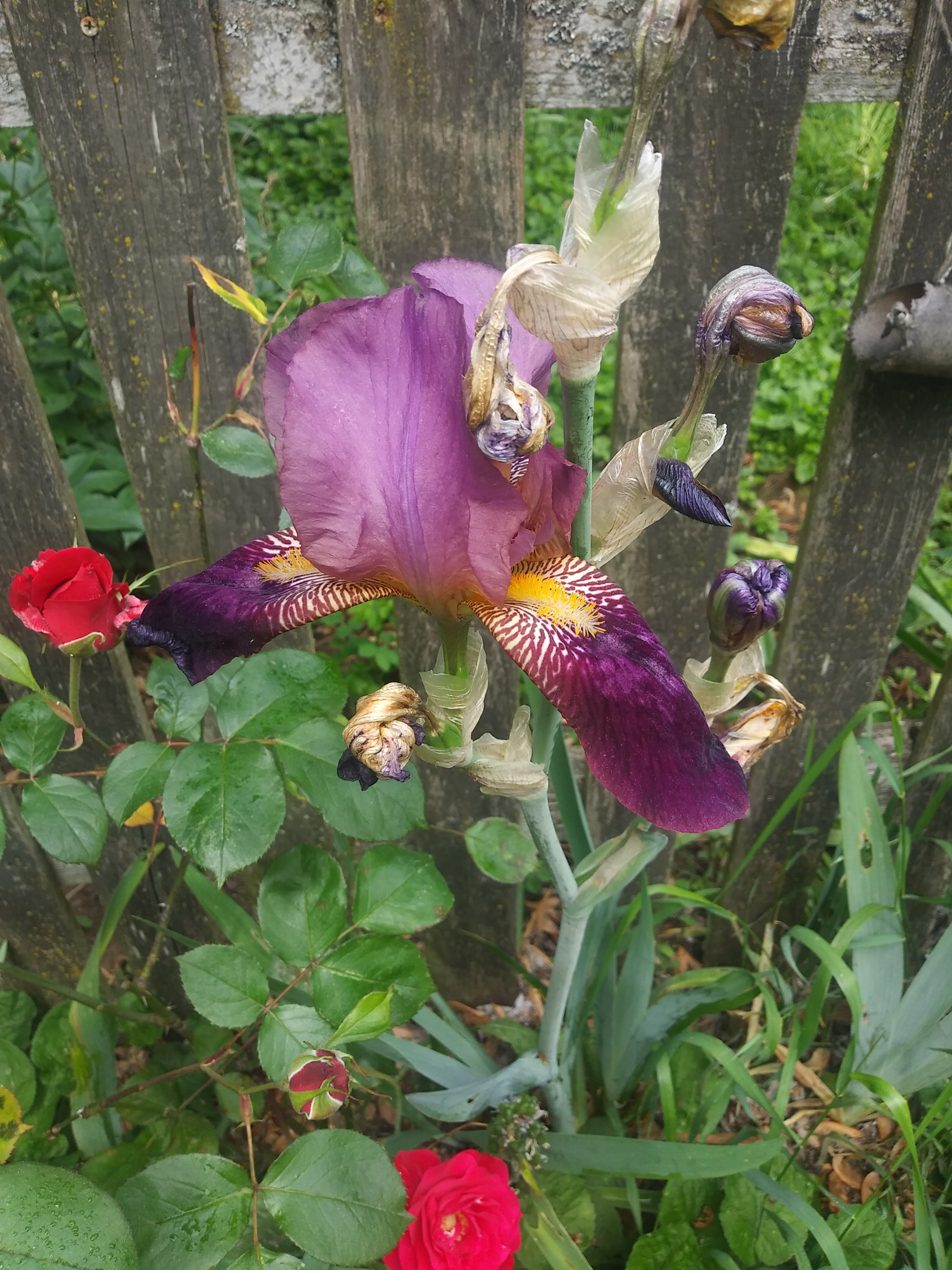 LG K8(2018) sample photo. Purple iris photography