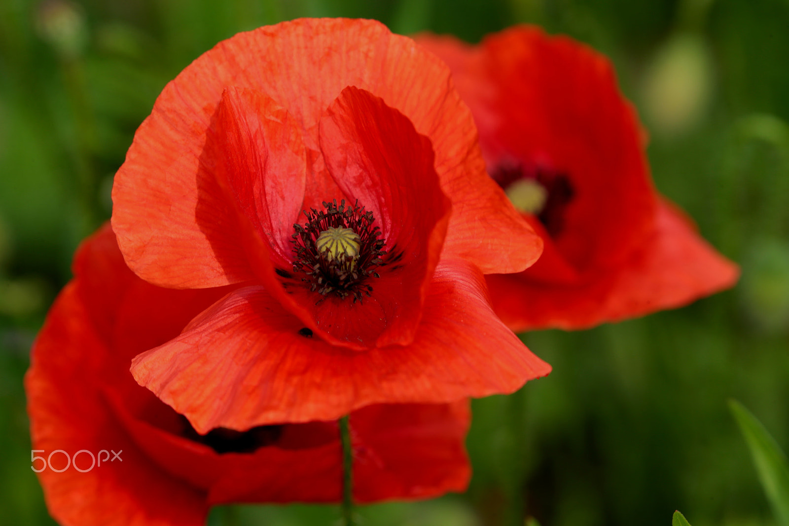 Canon EOS-1D X sample photo. Red photography