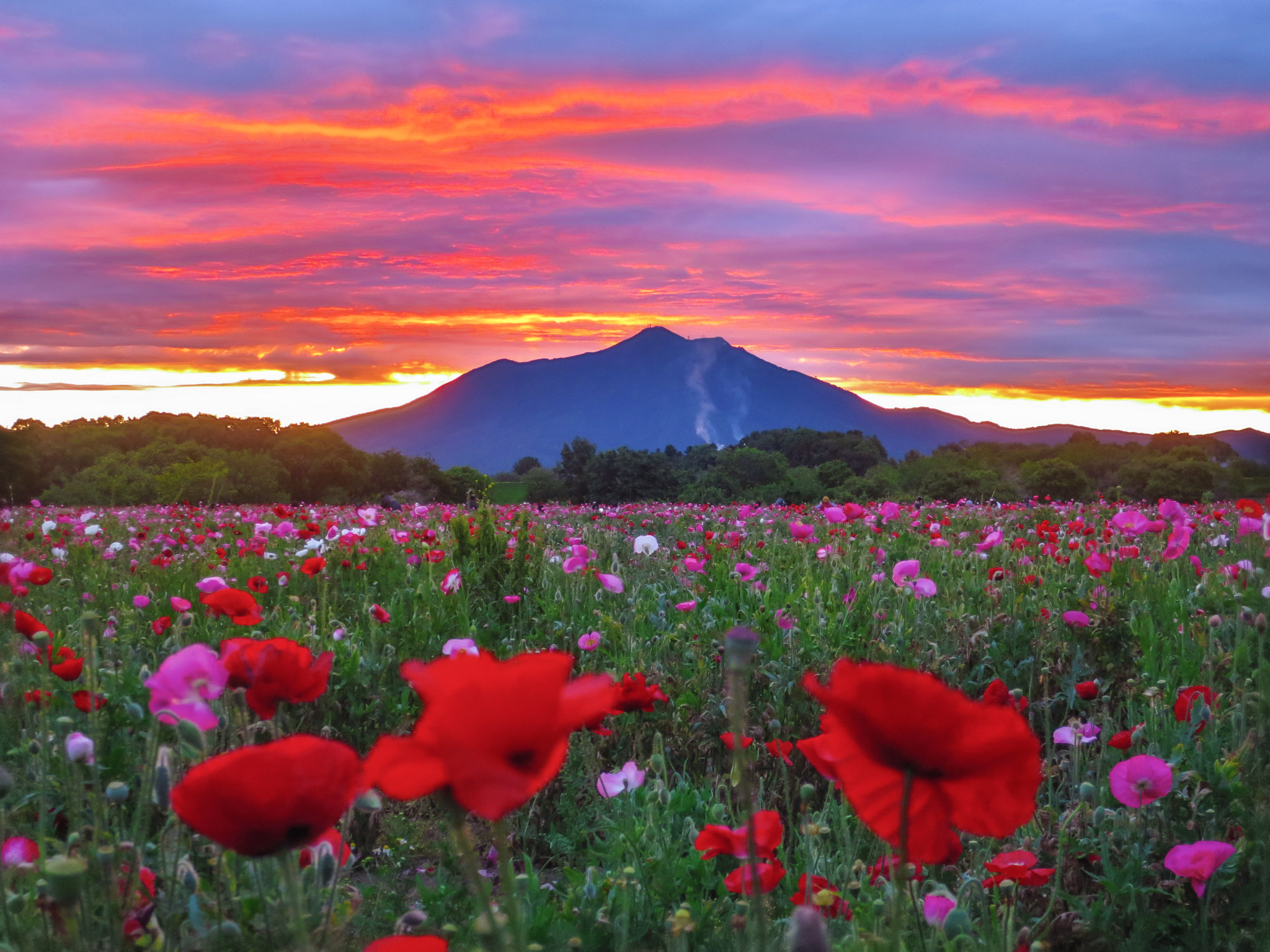Canon PowerShot S120 sample photo. Mt. tsukuba in morning glow sky and poppies photography