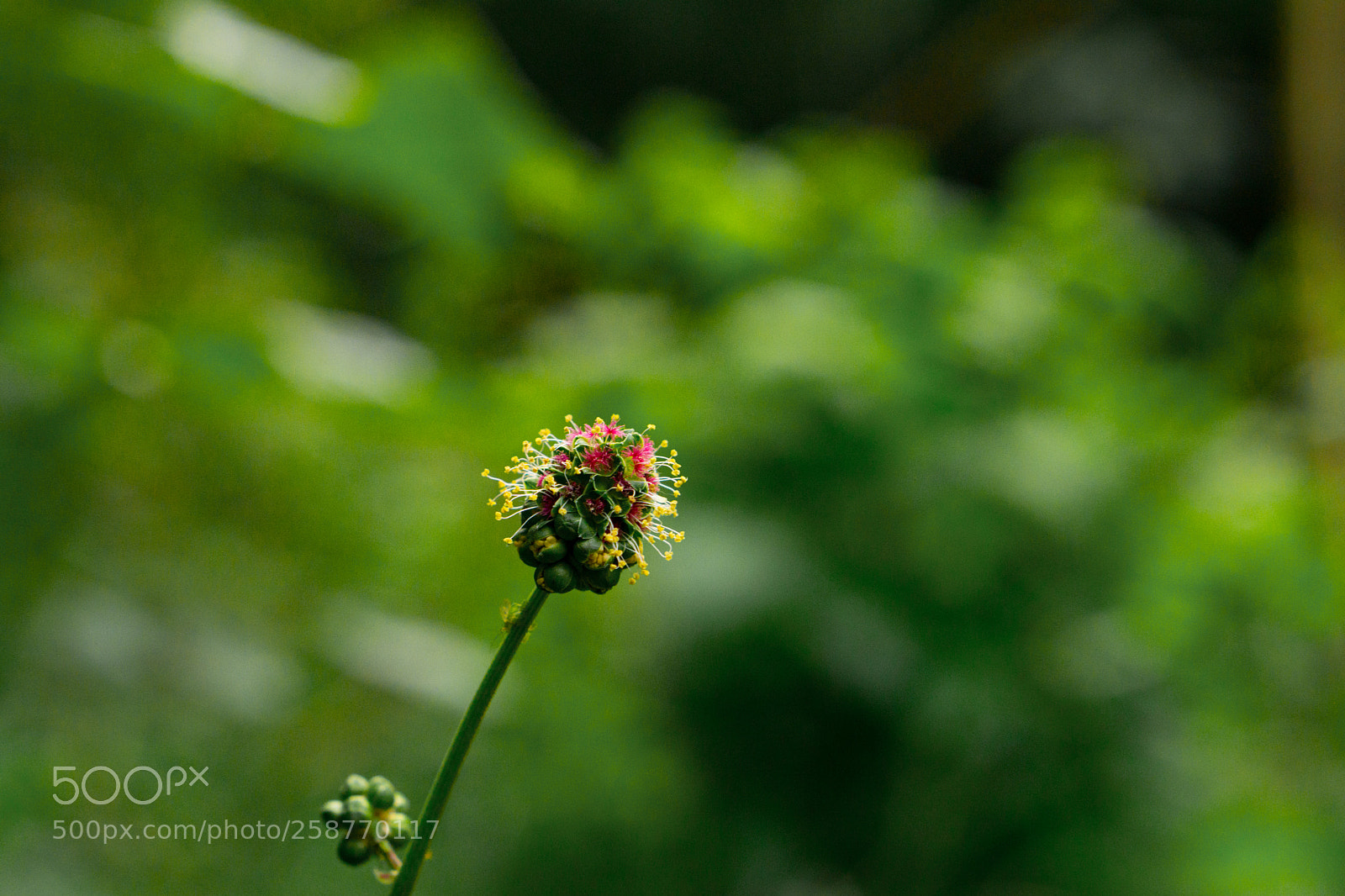Sony a6000 sample photo. Flower i photography