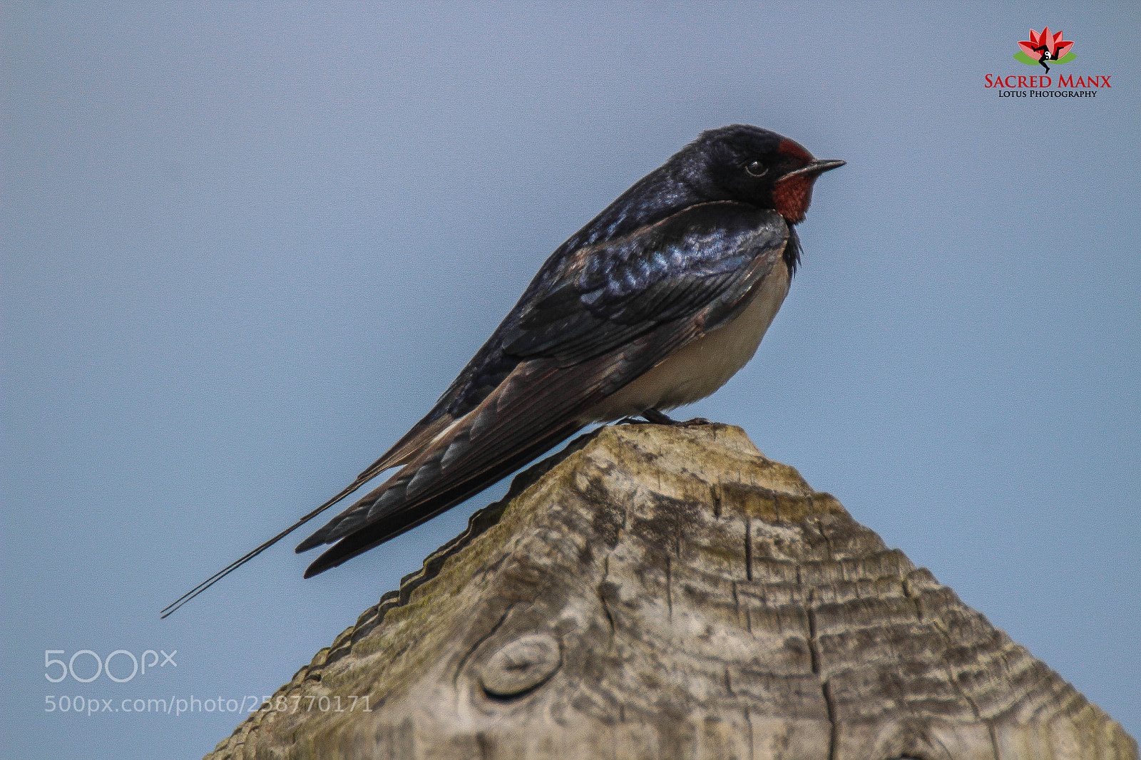 Canon EOS 1200D (EOS Rebel T5 / EOS Kiss X70 / EOS Hi) sample photo. Barn swallow photography
