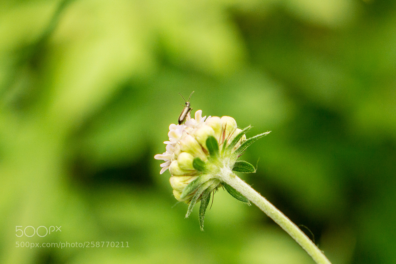 Sony a6000 sample photo. Look there photography