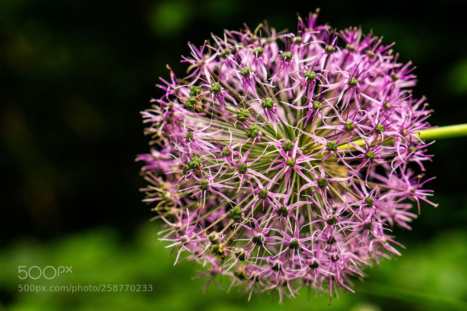 Sony a6000 sample photo. Flower head photography