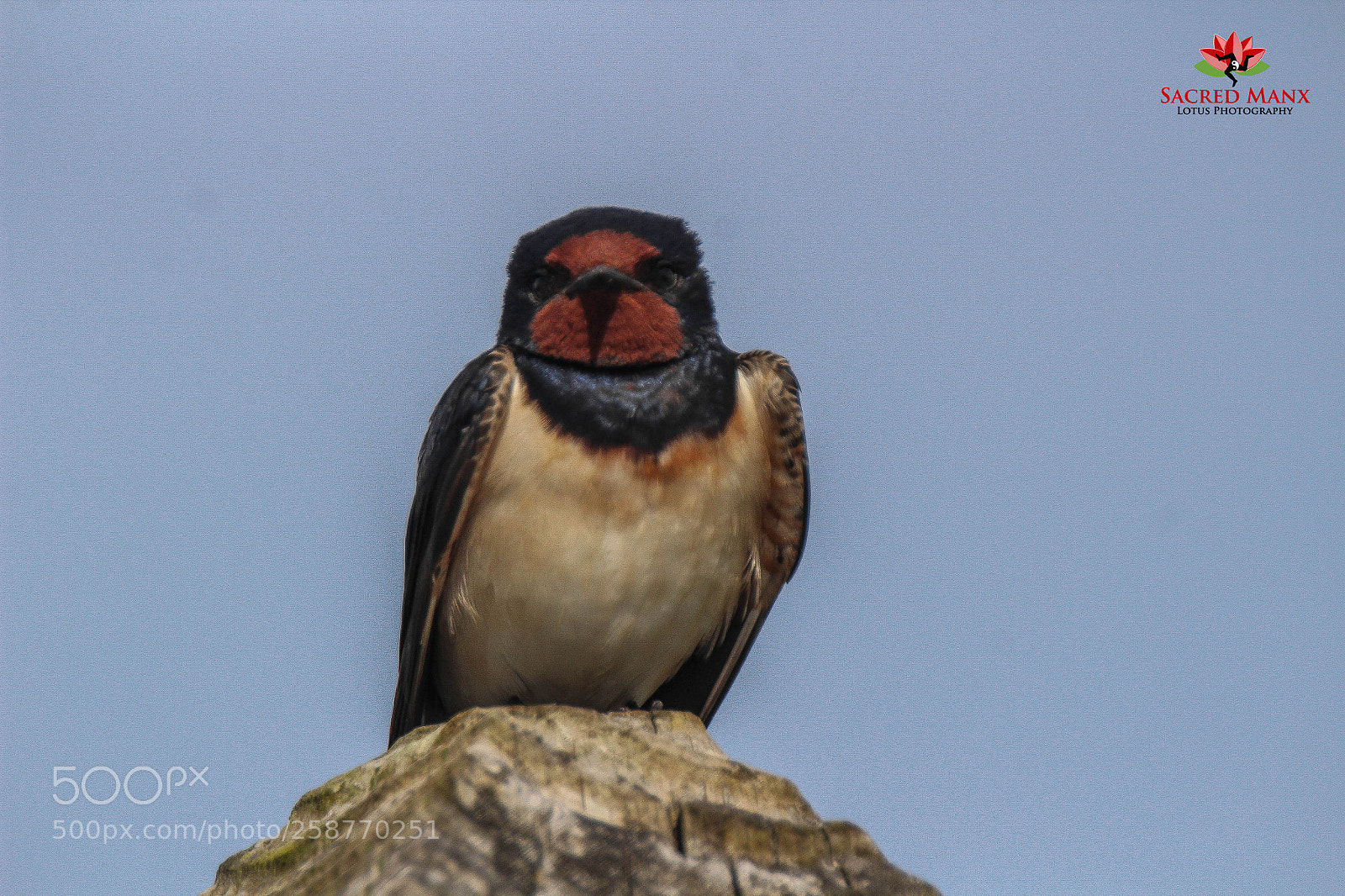 Canon EOS 1200D (EOS Rebel T5 / EOS Kiss X70 / EOS Hi) sample photo. Barn swallow photography
