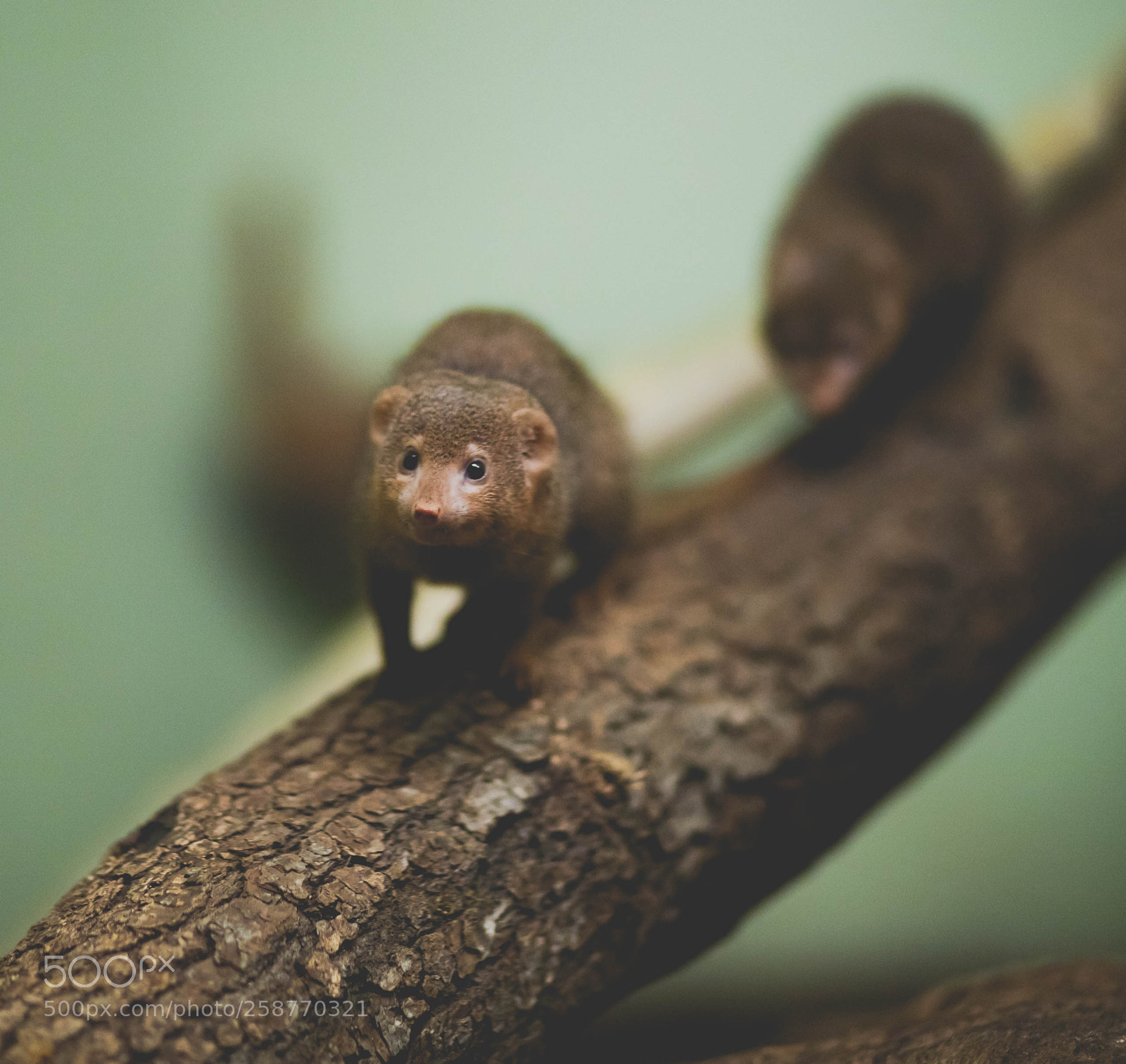 Canon EOS 6D Mark II sample photo. Dwarf mongoose photography