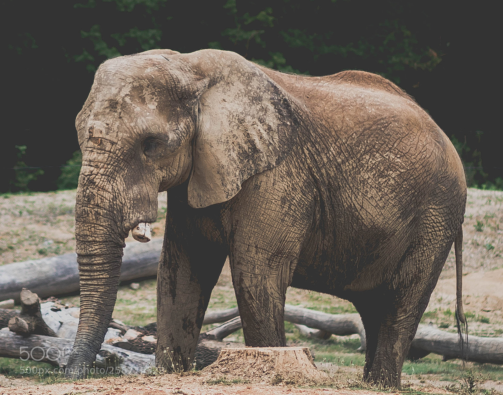 Canon EOS 6D Mark II sample photo. African elephant photography