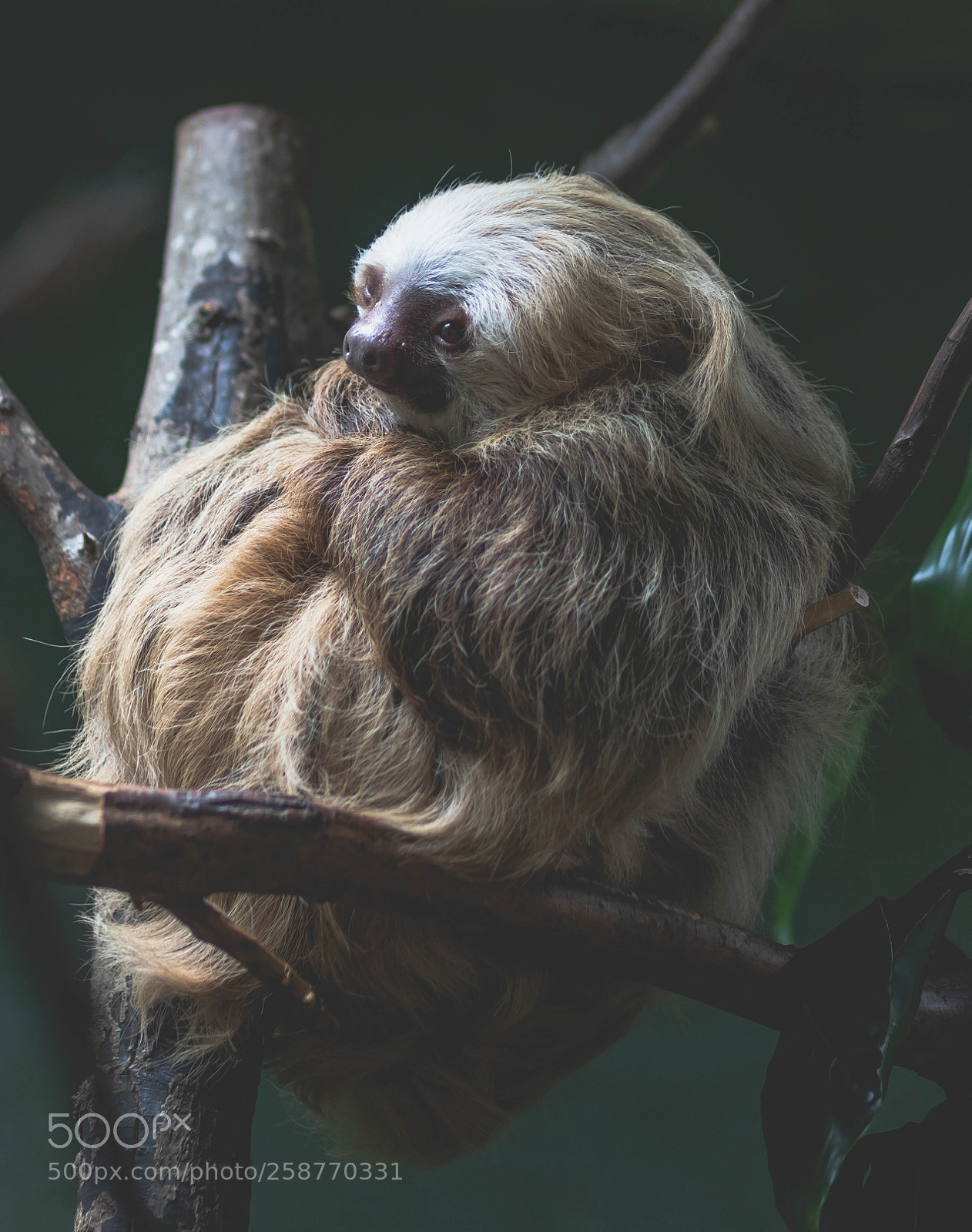Canon EOS 6D Mark II sample photo. Sloth photography