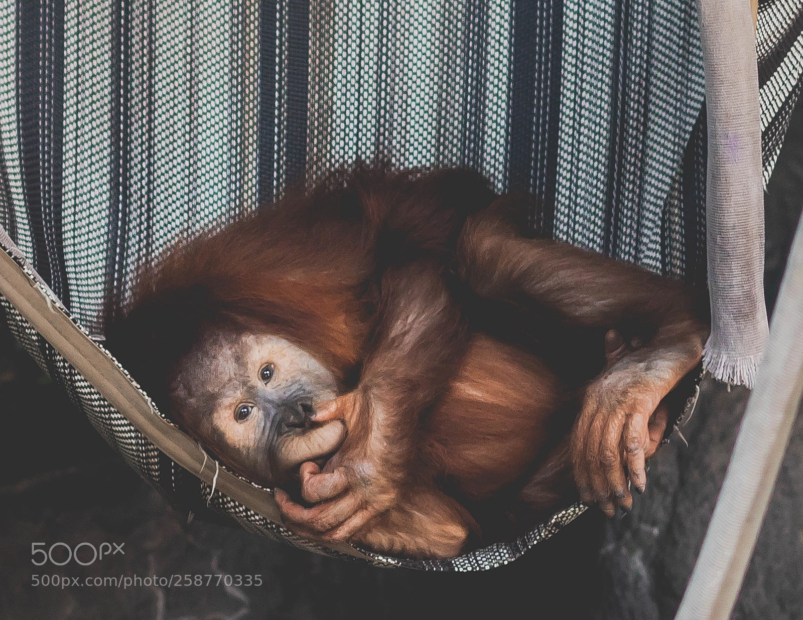 Canon EOS 6D Mark II sample photo. Orangutan photography