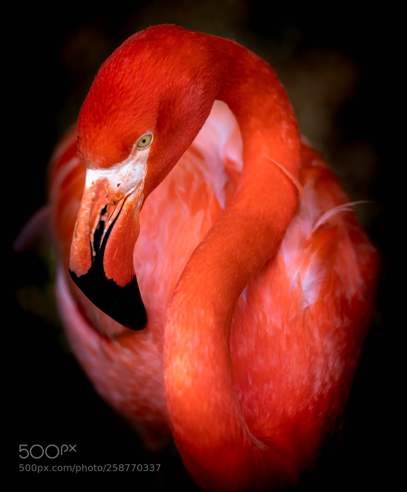 Canon EOS 6D Mark II sample photo. American flamingo photography