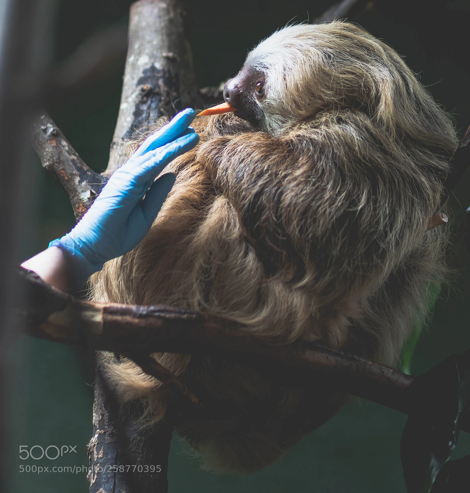 Canon EOS 6D Mark II sample photo. Sloth photography