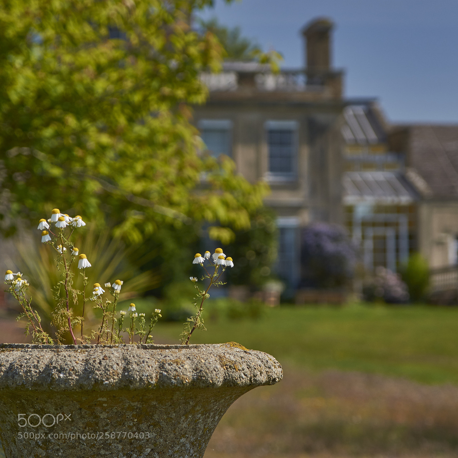 Nikon D7200 sample photo. Daisies at stagenhoe photography