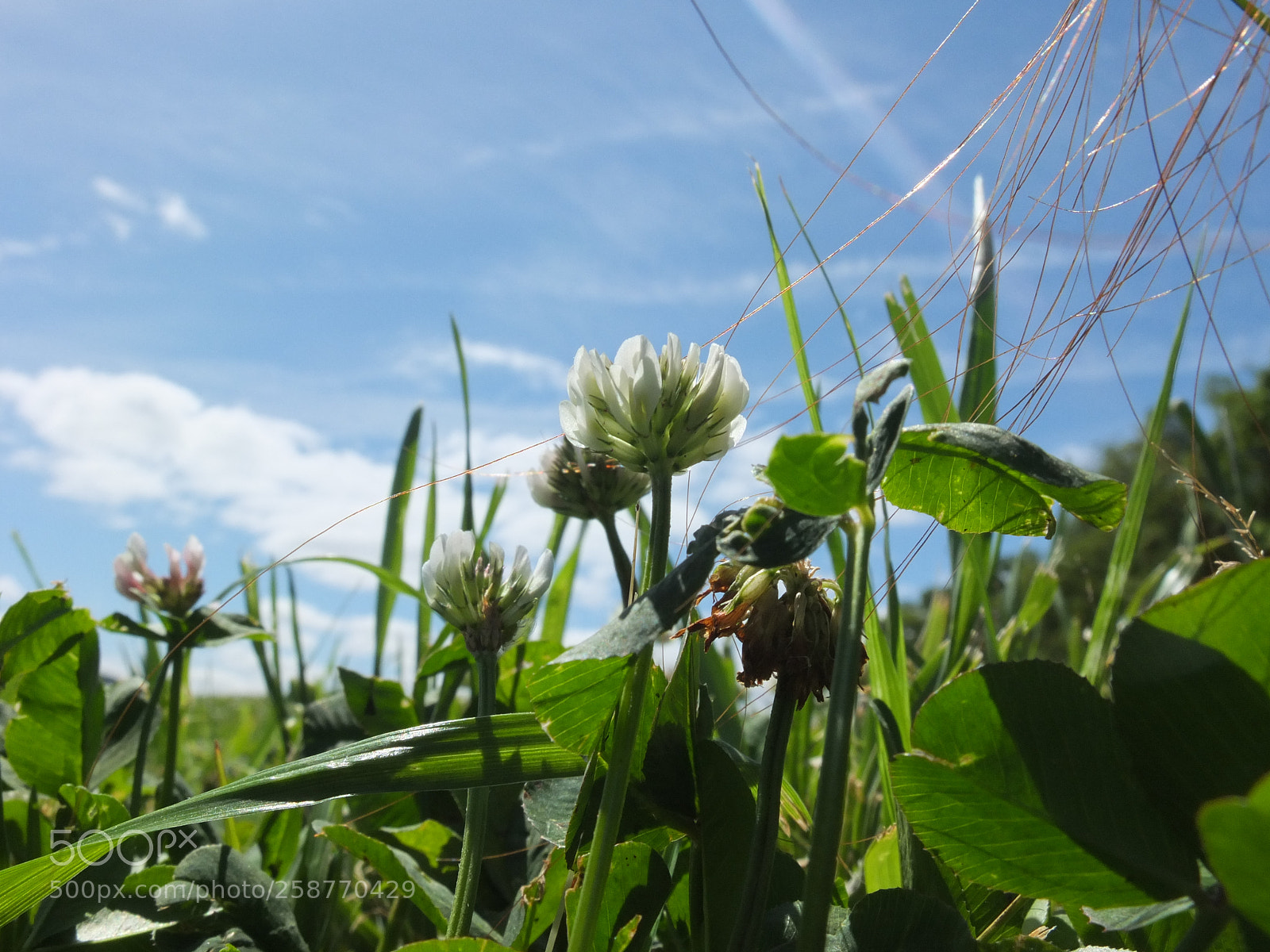 Fujifilm X10 sample photo. The wind with clovers photography