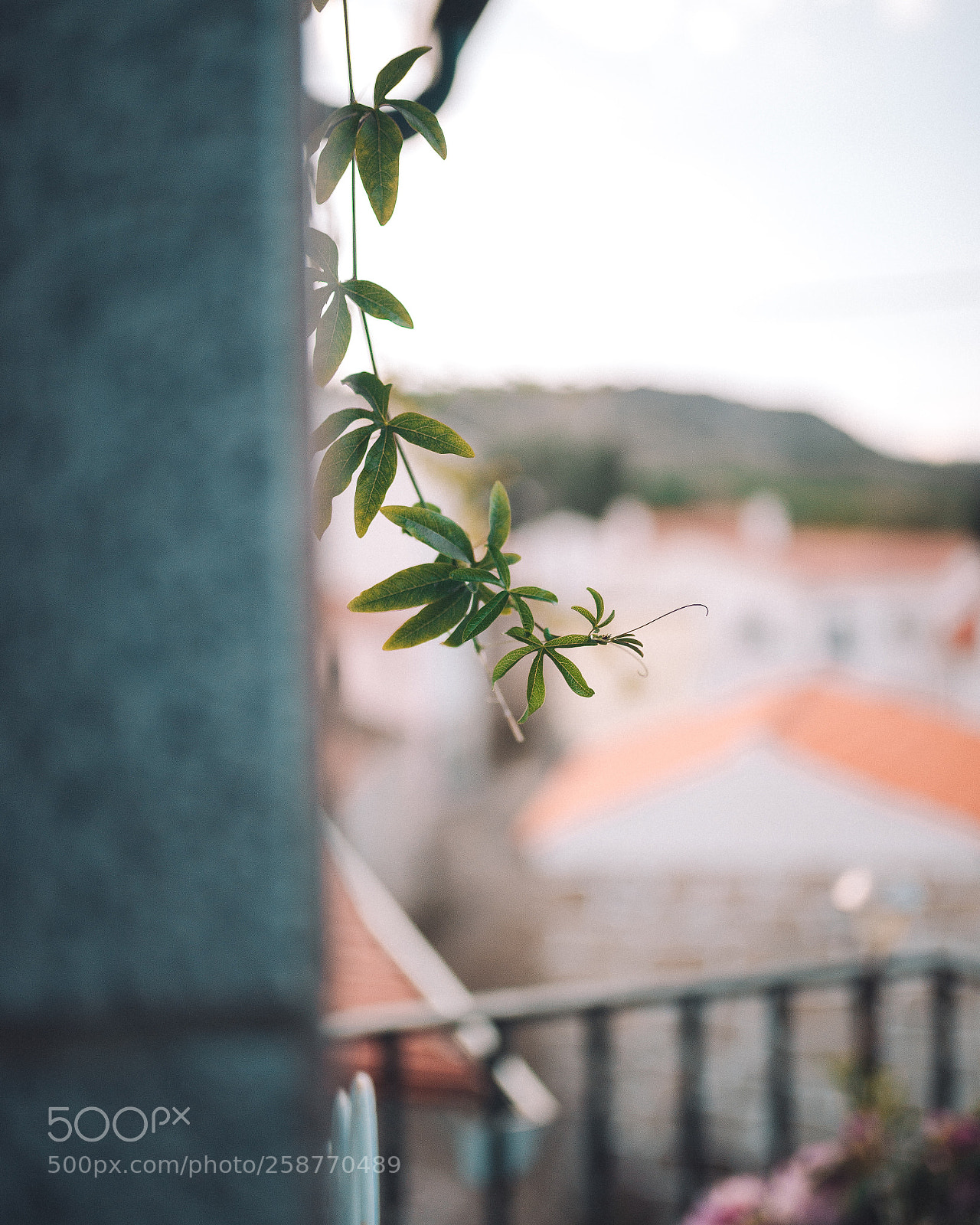 Nikon D610 sample photo. Untitled photography