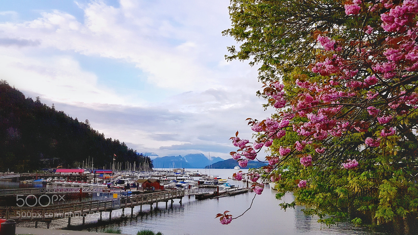 Samsung Galaxy S7 Edge sample photo. Pink blossom close to photography