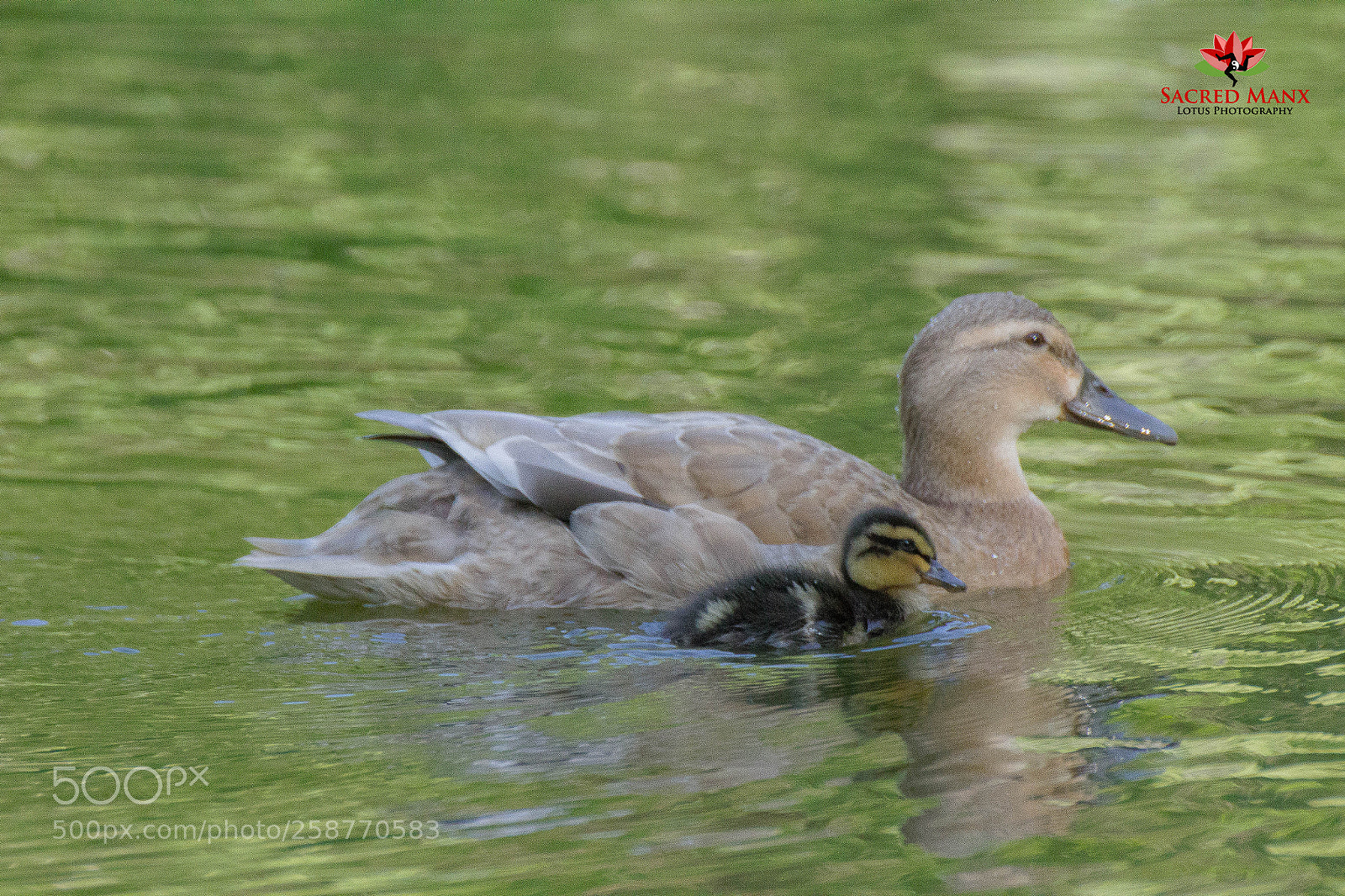 Canon EOS 1200D (EOS Rebel T5 / EOS Kiss X70 / EOS Hi) sample photo. Mother duck with duckling photography