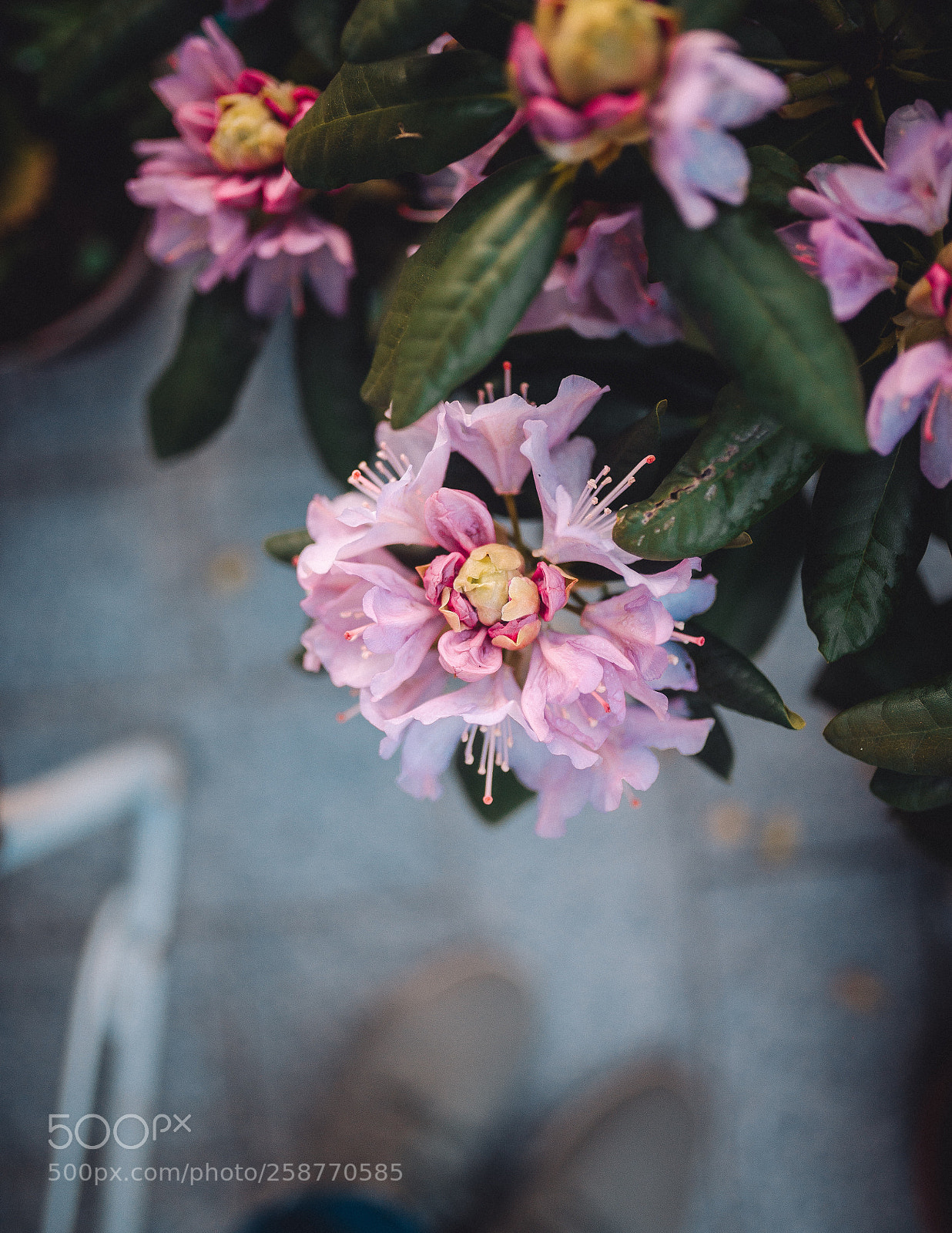 Nikon D610 sample photo. Untitled photography