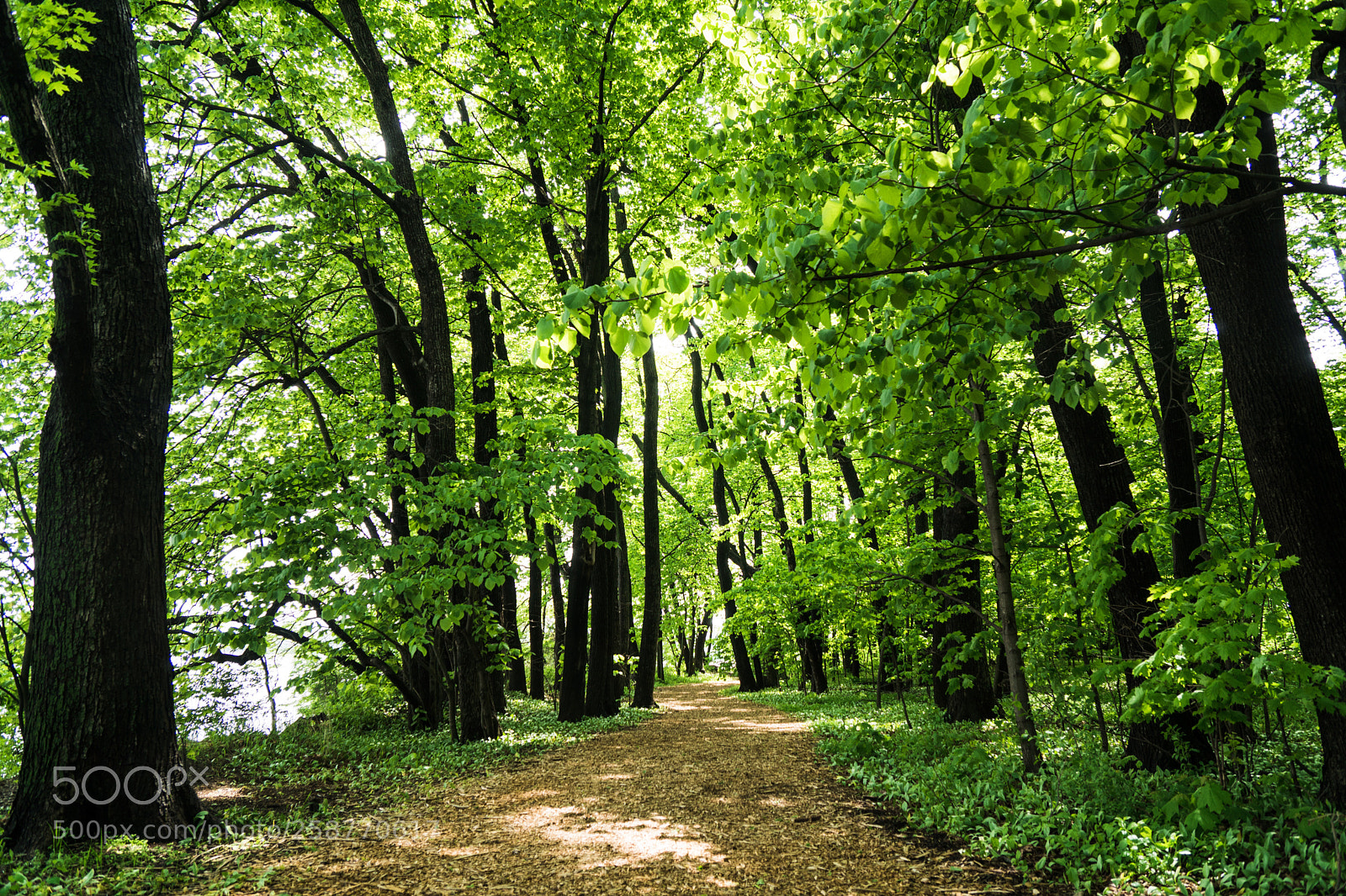 Sony a6300 sample photo. Forest at picnic point photography