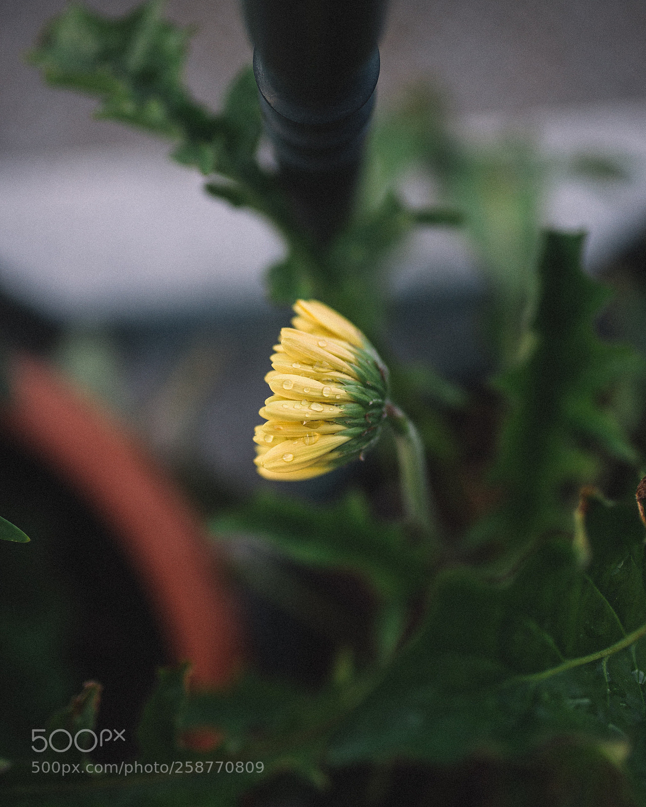 Nikon D610 sample photo. Untitled photography