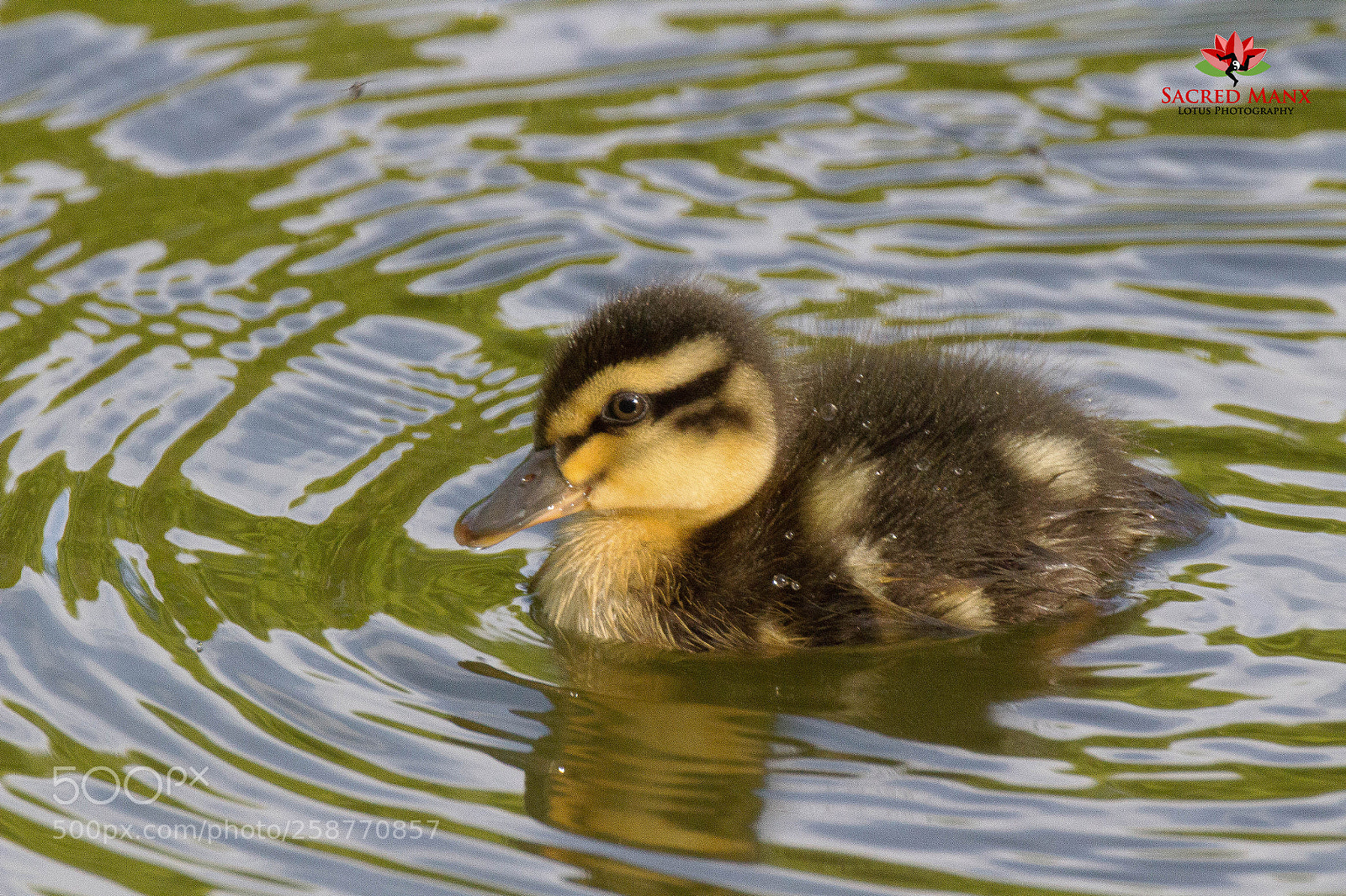Canon EOS 1200D (EOS Rebel T5 / EOS Kiss X70 / EOS Hi) sample photo. Duckling photography