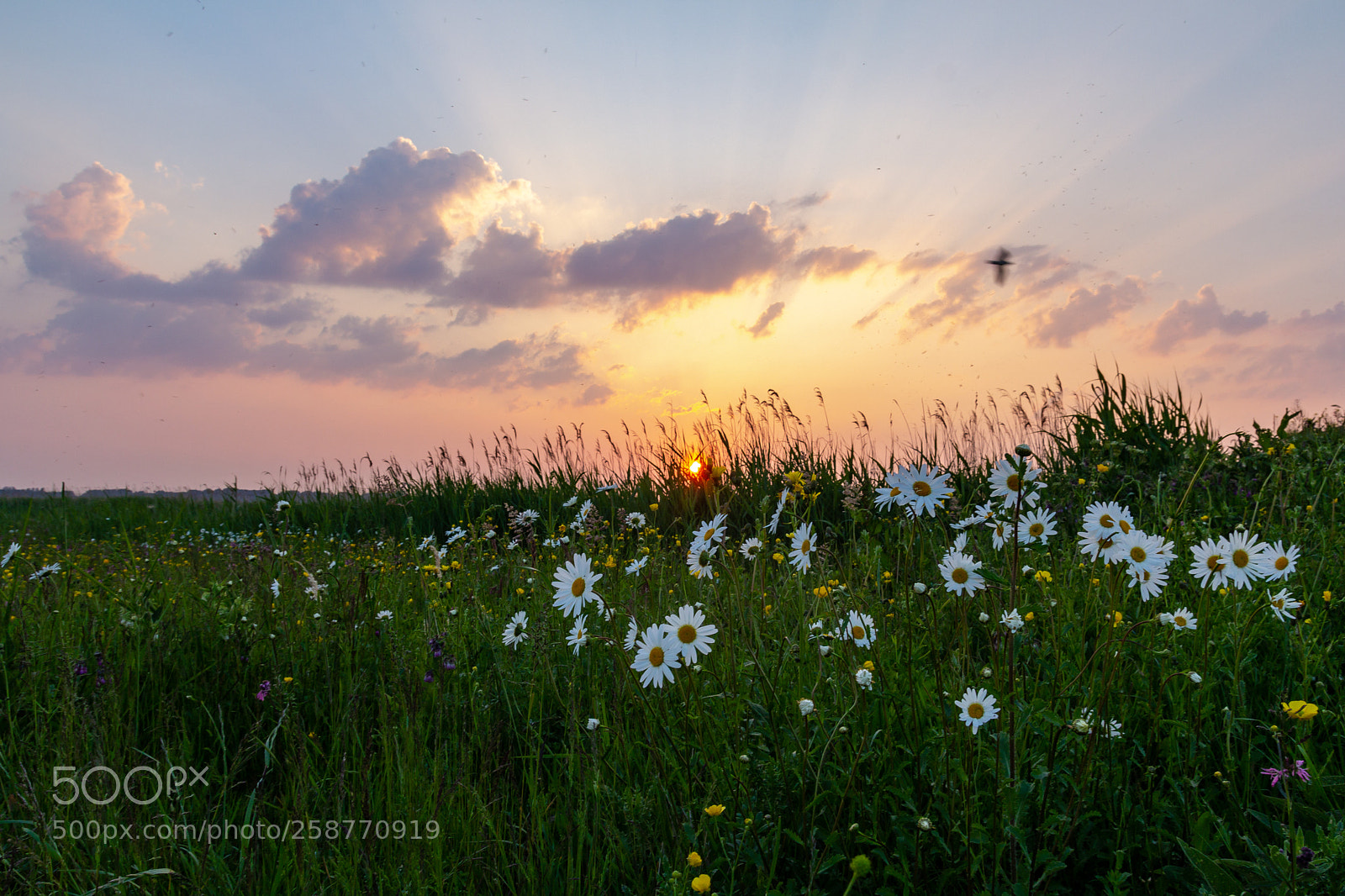 Canon EOS 60D sample photo. Sunset eendrachtspolder photography