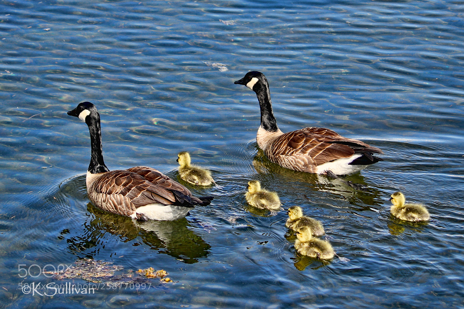 Canon EOS 77D (EOS 9000D / EOS 770D) sample photo. And away they go photography