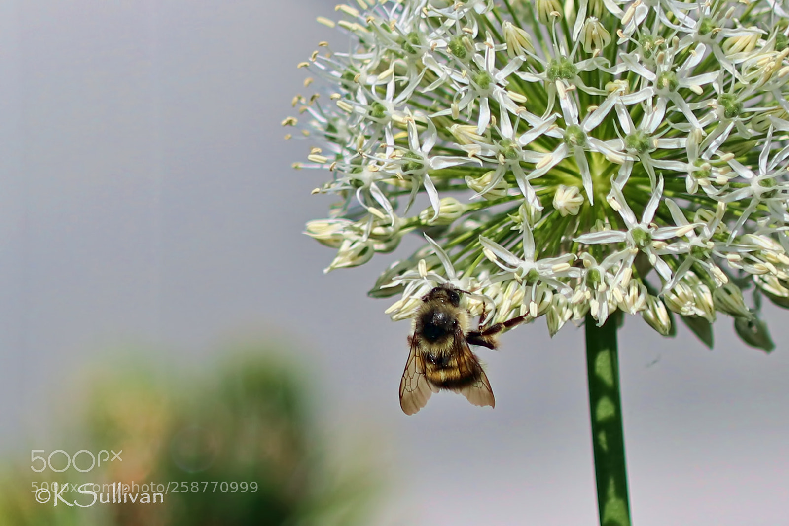 Canon EOS 77D (EOS 9000D / EOS 770D) sample photo. Hanging on photography