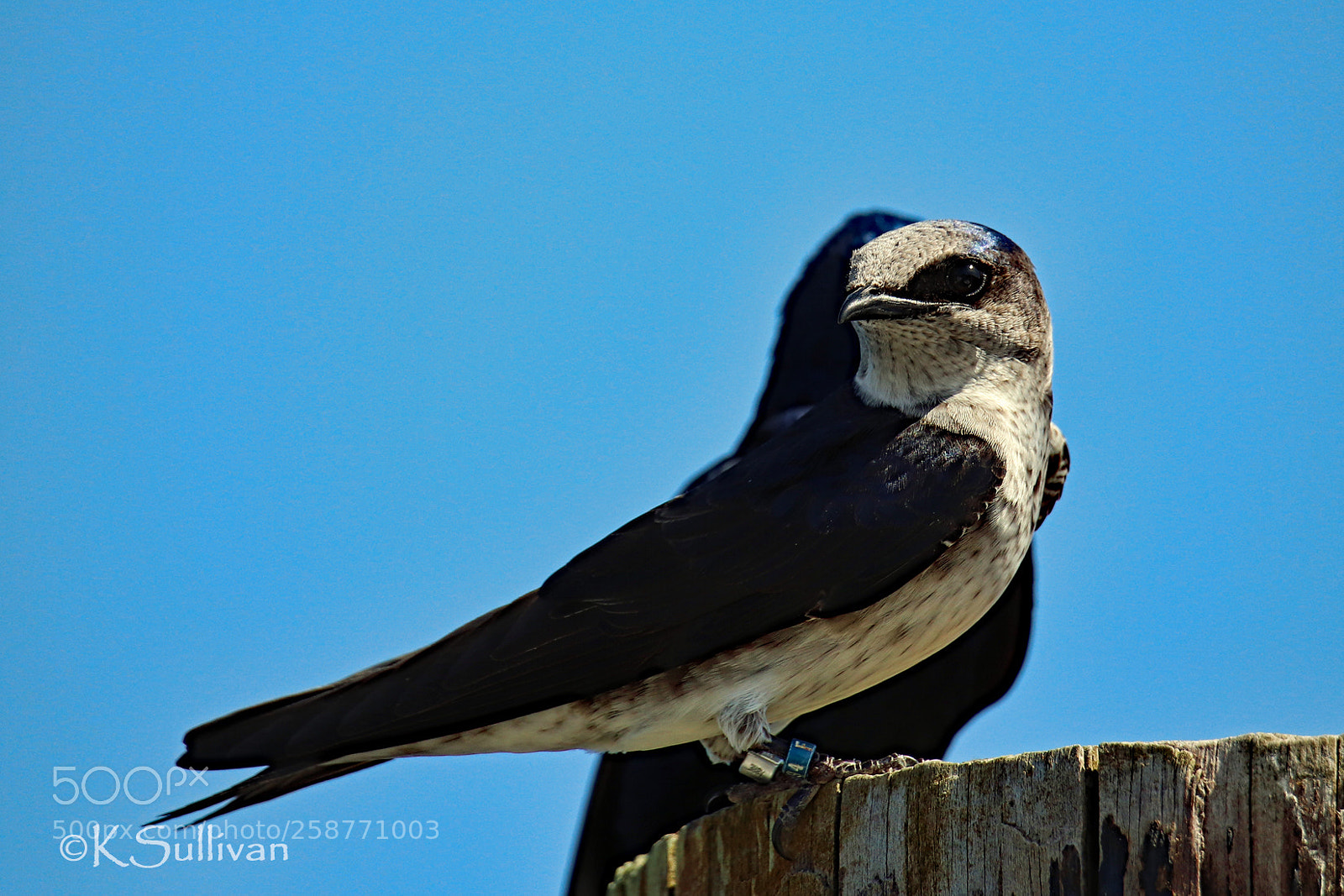 Canon EOS 77D (EOS 9000D / EOS 770D) sample photo. Standing in front photography