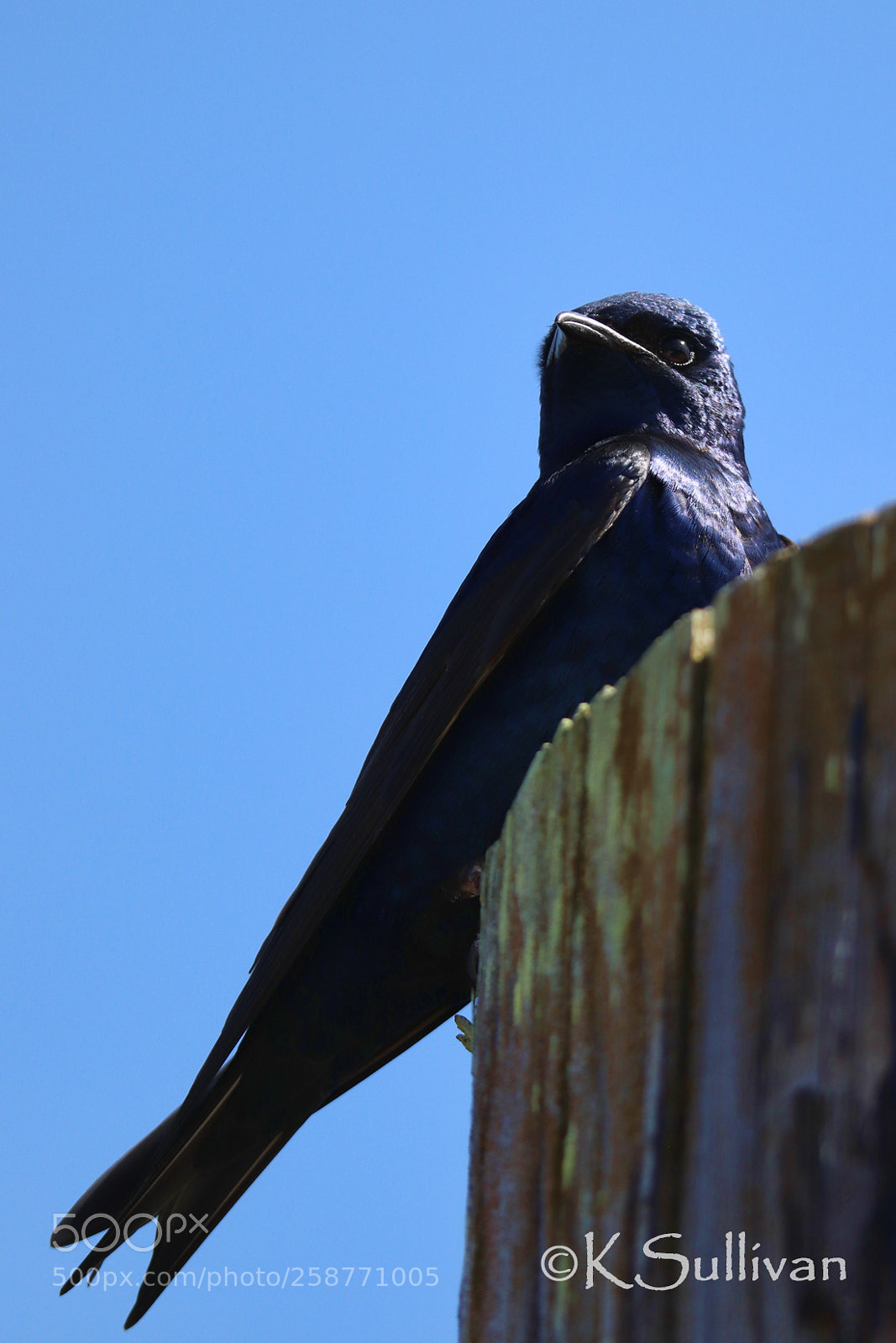 Canon EOS 77D (EOS 9000D / EOS 770D) sample photo. Swallow portrait photography