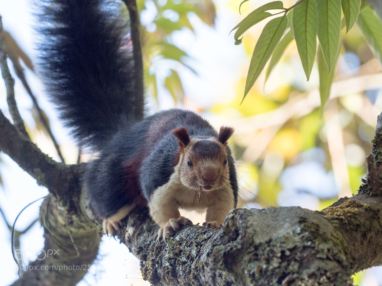 Olympus OM-D E-M1 Mark II sample photo. Malabar giant squirrel photography